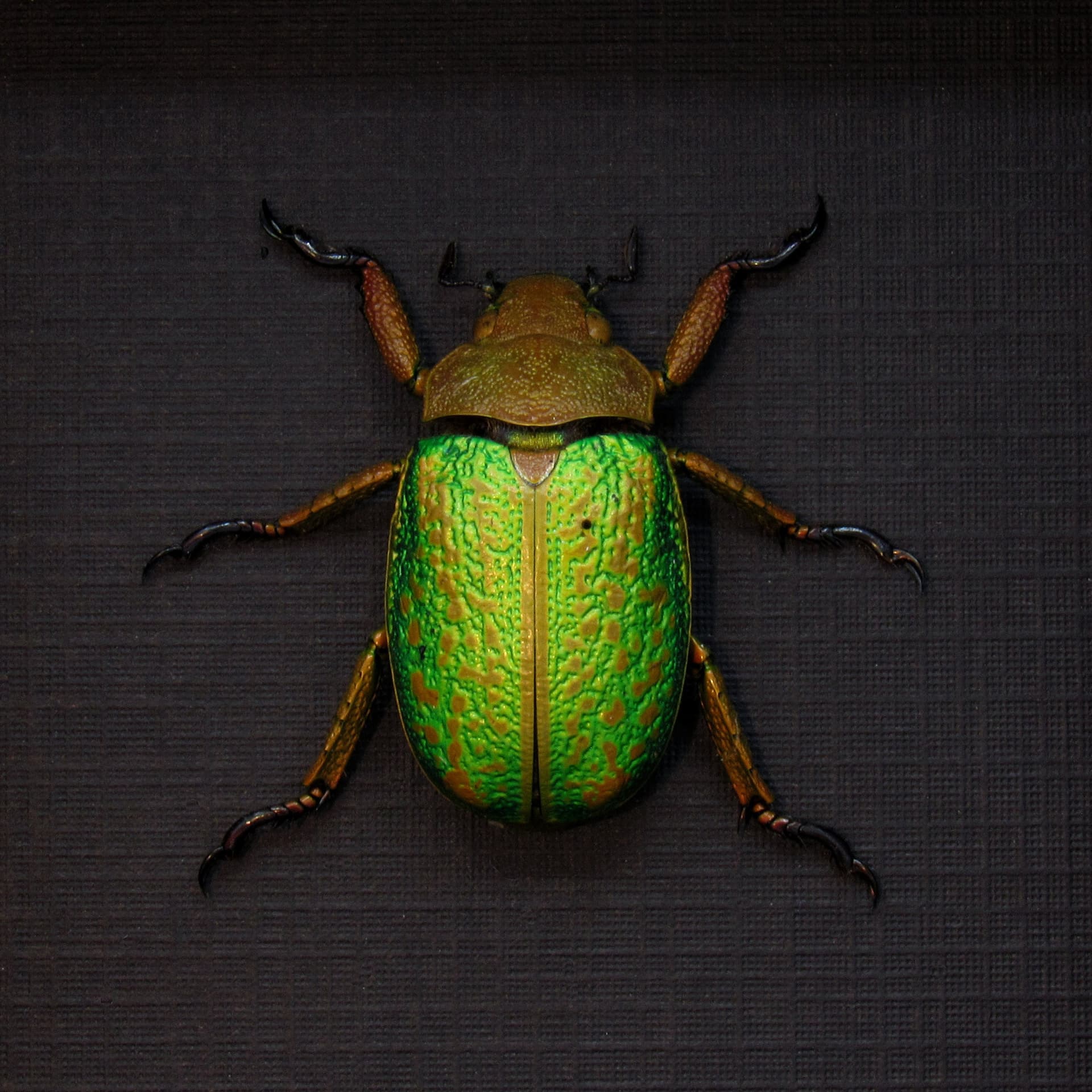 Large Jewel Scarab beetle framed taxidermy - Chrysina victorina