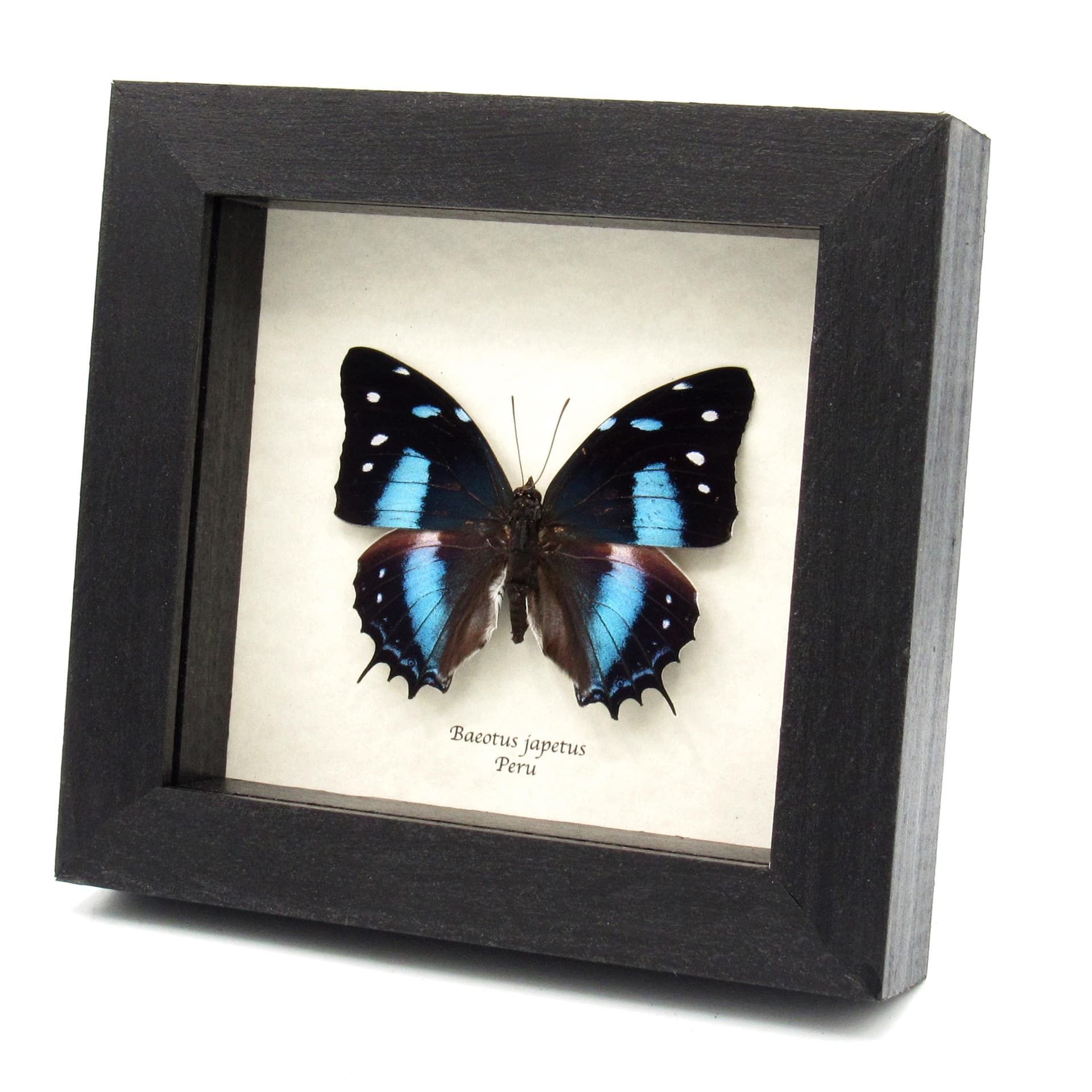 Real blue butterfly framed taxidermy - Baeotus japetus