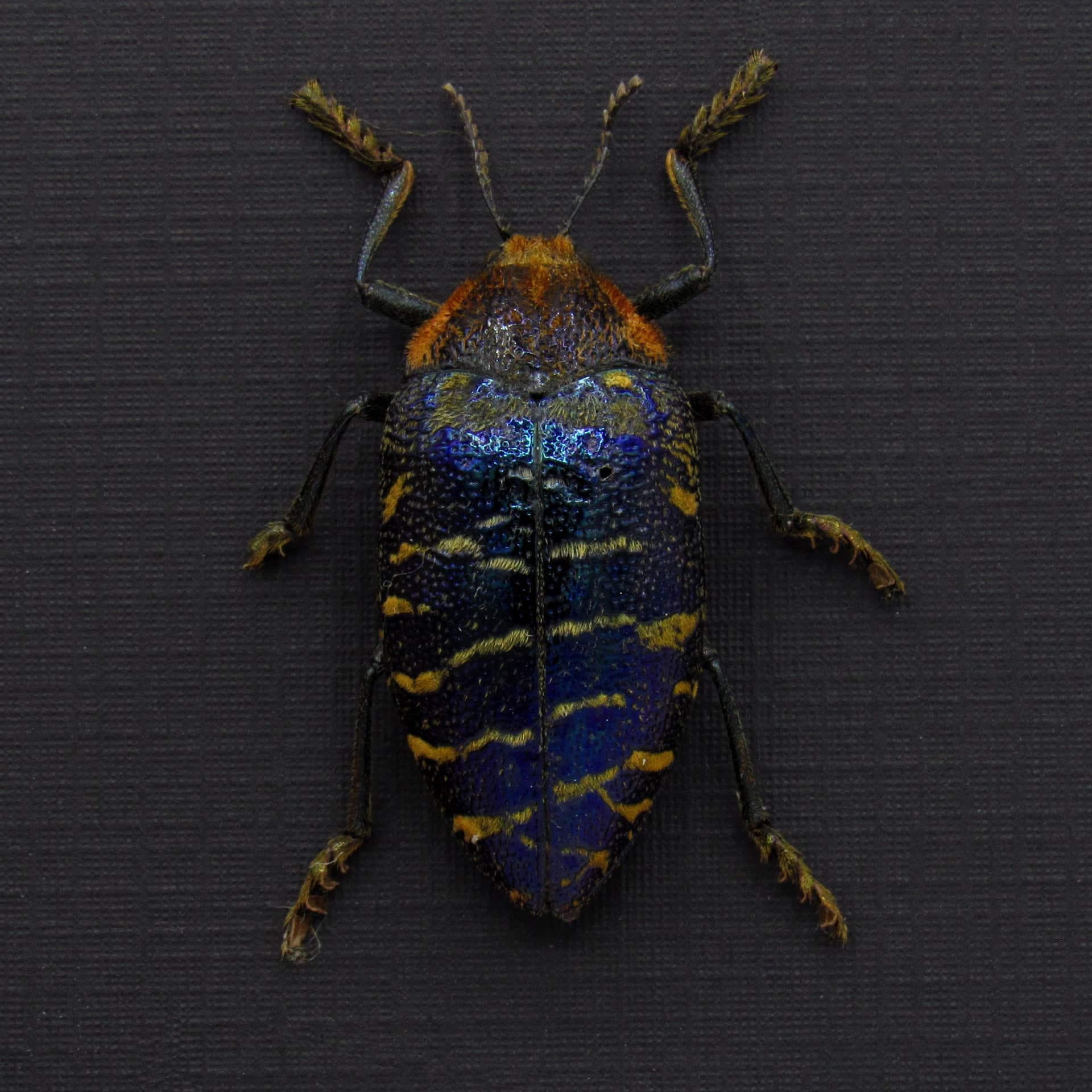 Very rare metallic purple Jewel beetle framed taxidermy - Julodis clouei