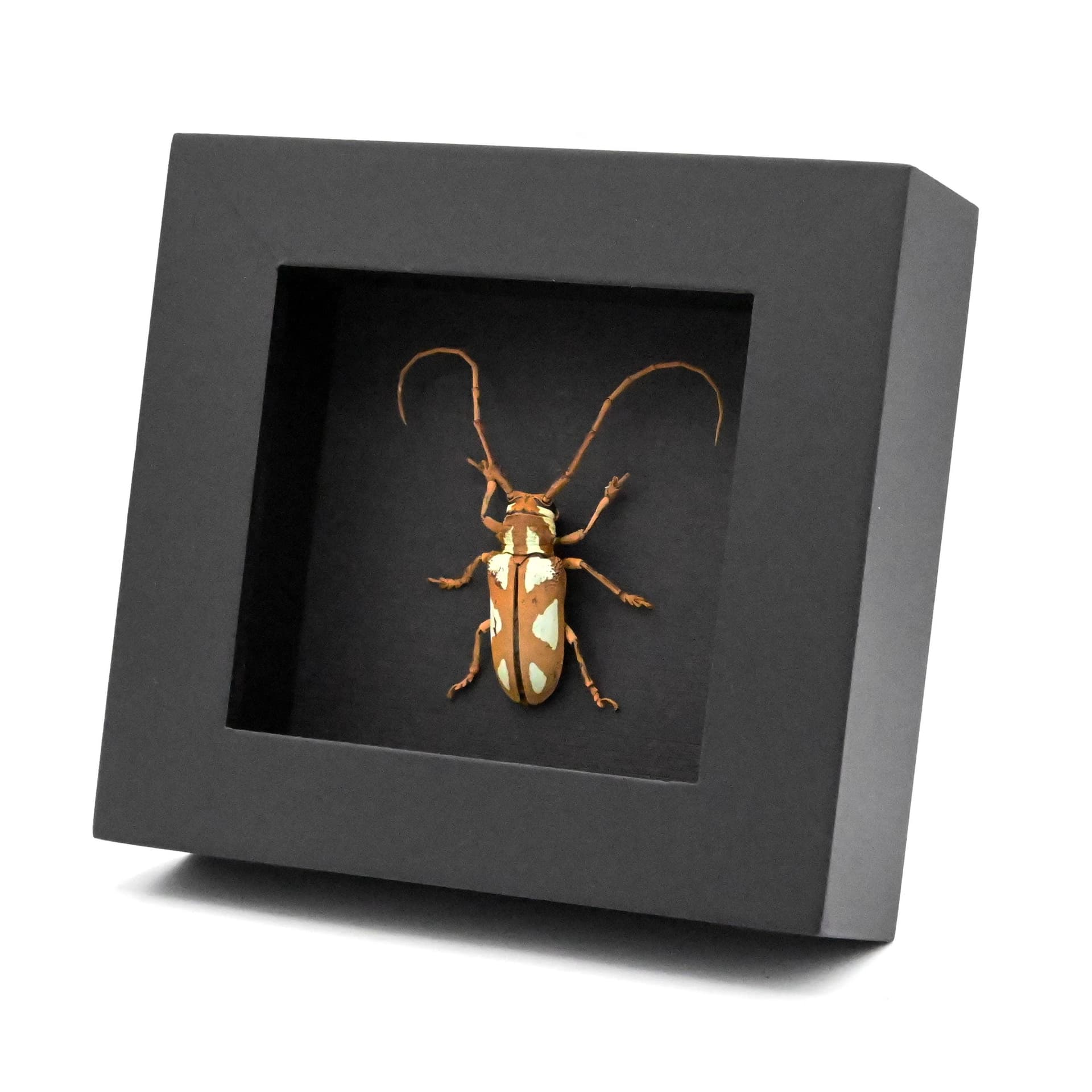 Real Longhorn beetle framed taxidermy - Prosopocera lactator - female
