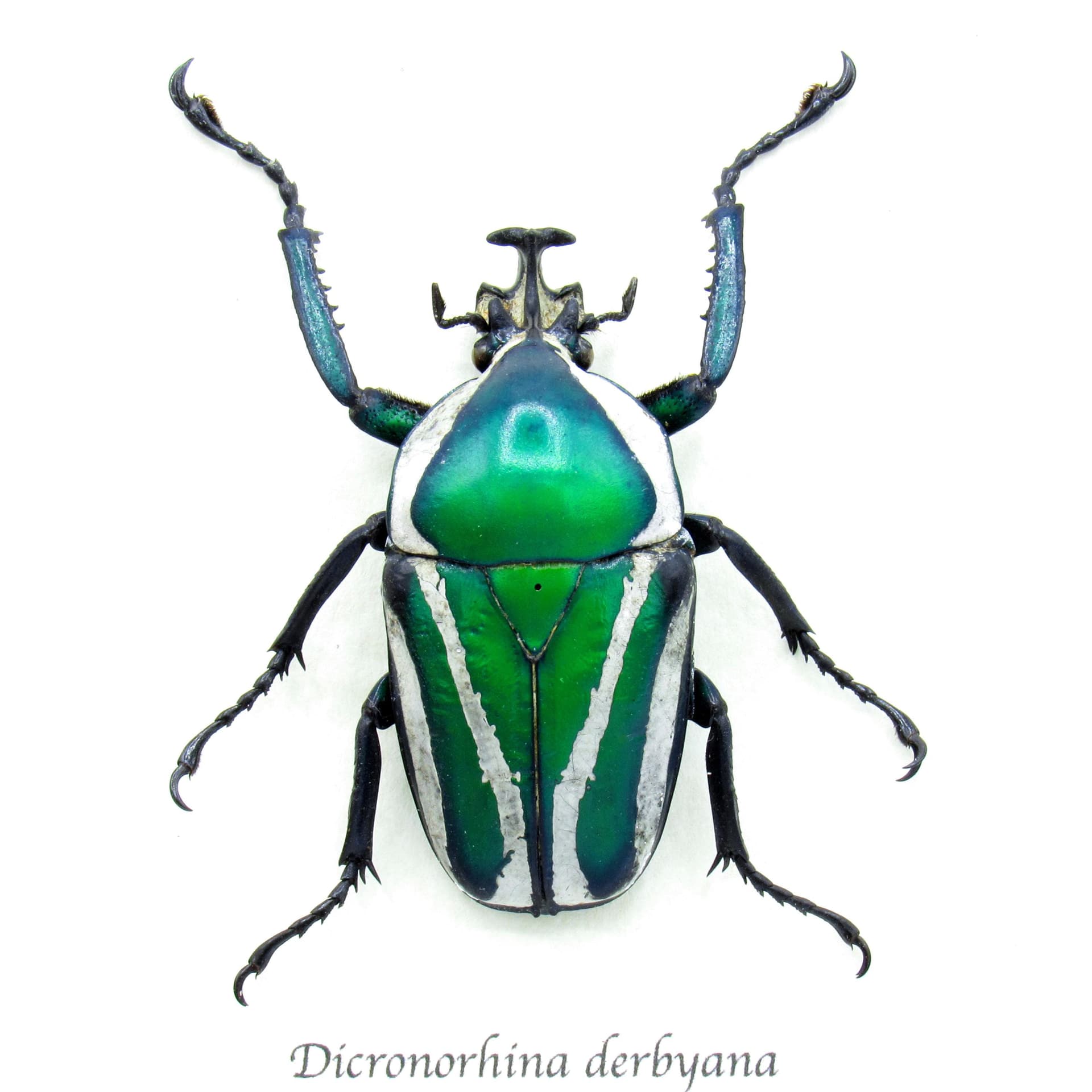 Green metallic scarab beetle framed taxidermy - Dicronorhina derbyana - very large