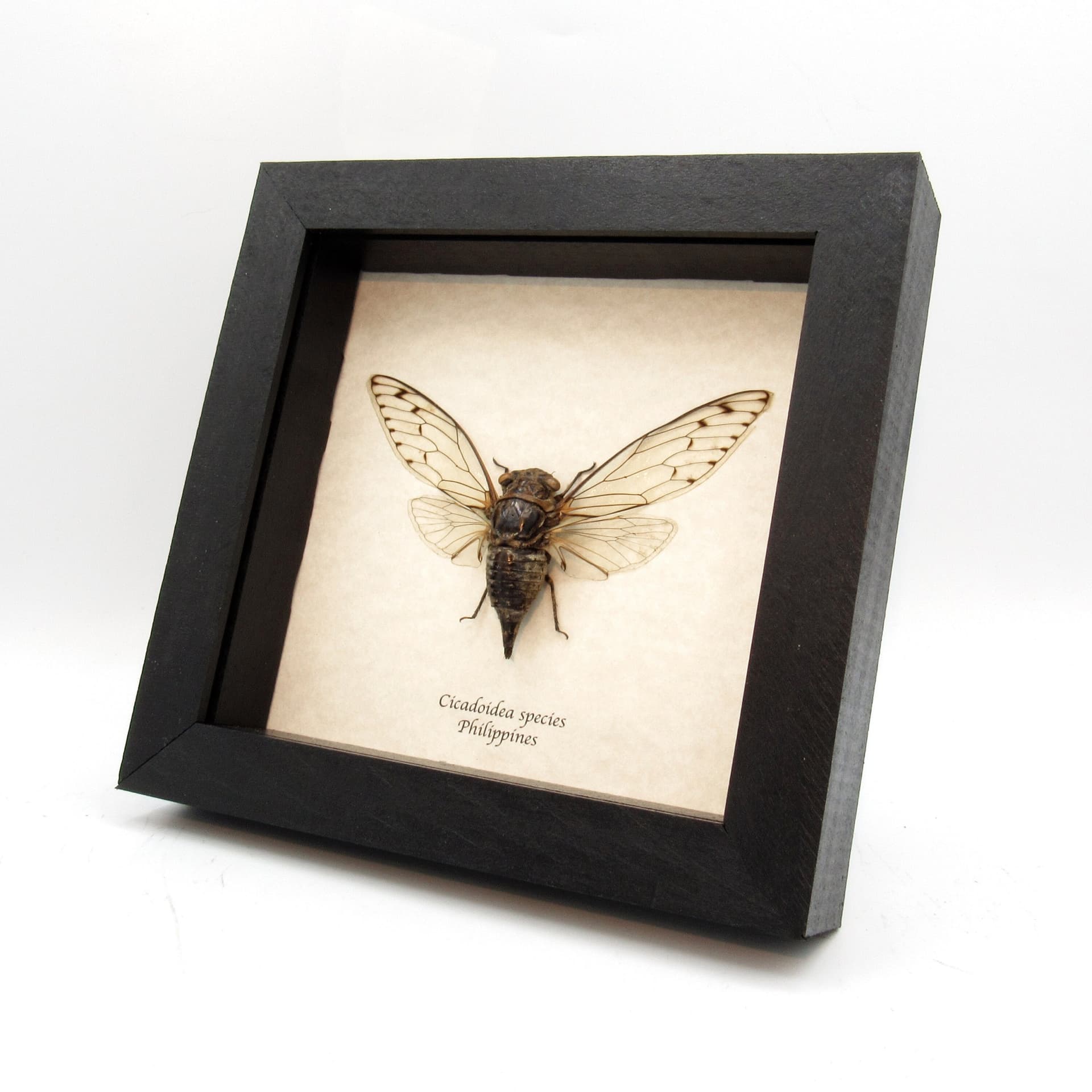 Real large Cicada framed taxidermy - Cicadoidea species