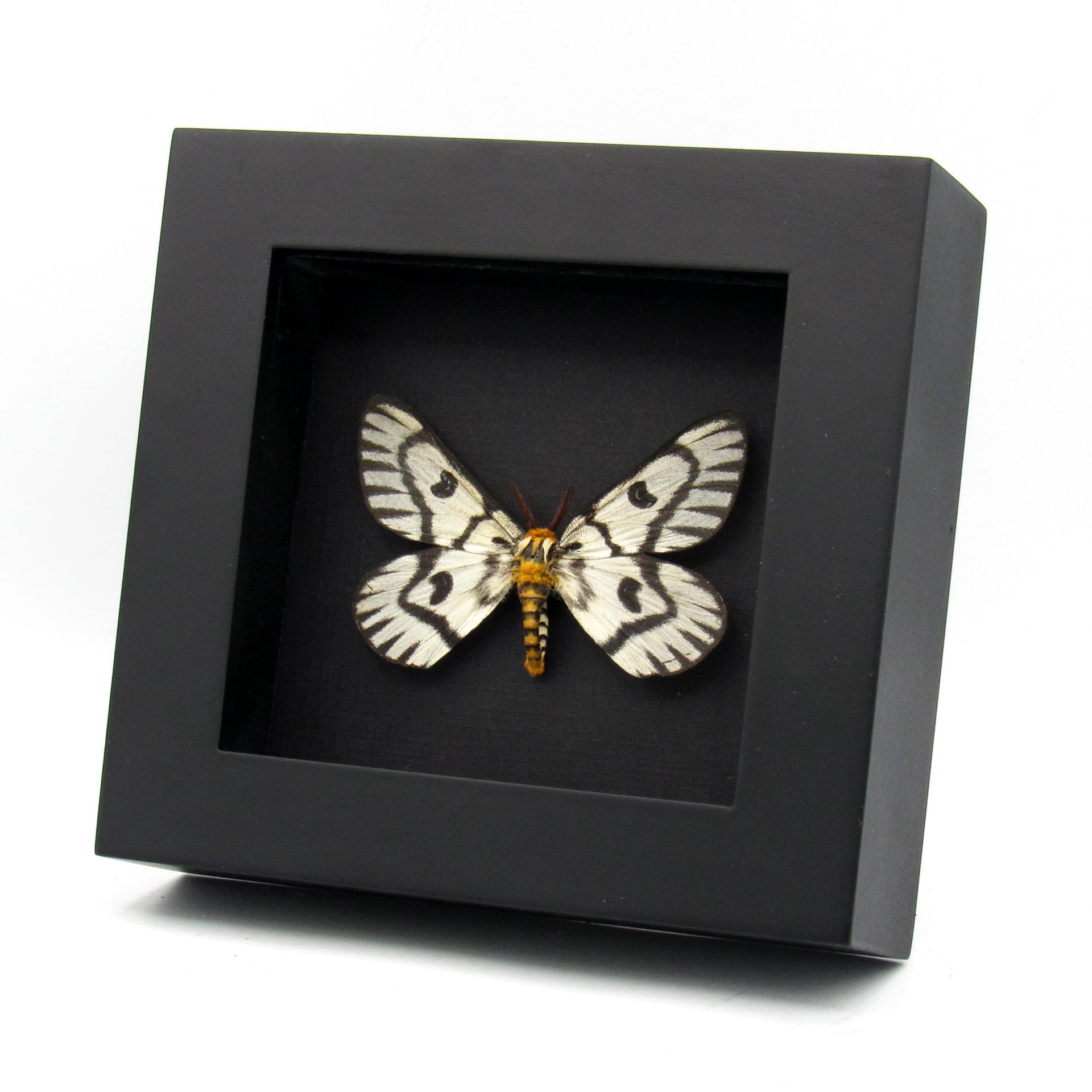 Real Sagebrush Sheep moth framed taxidermy - Hemileuca hera