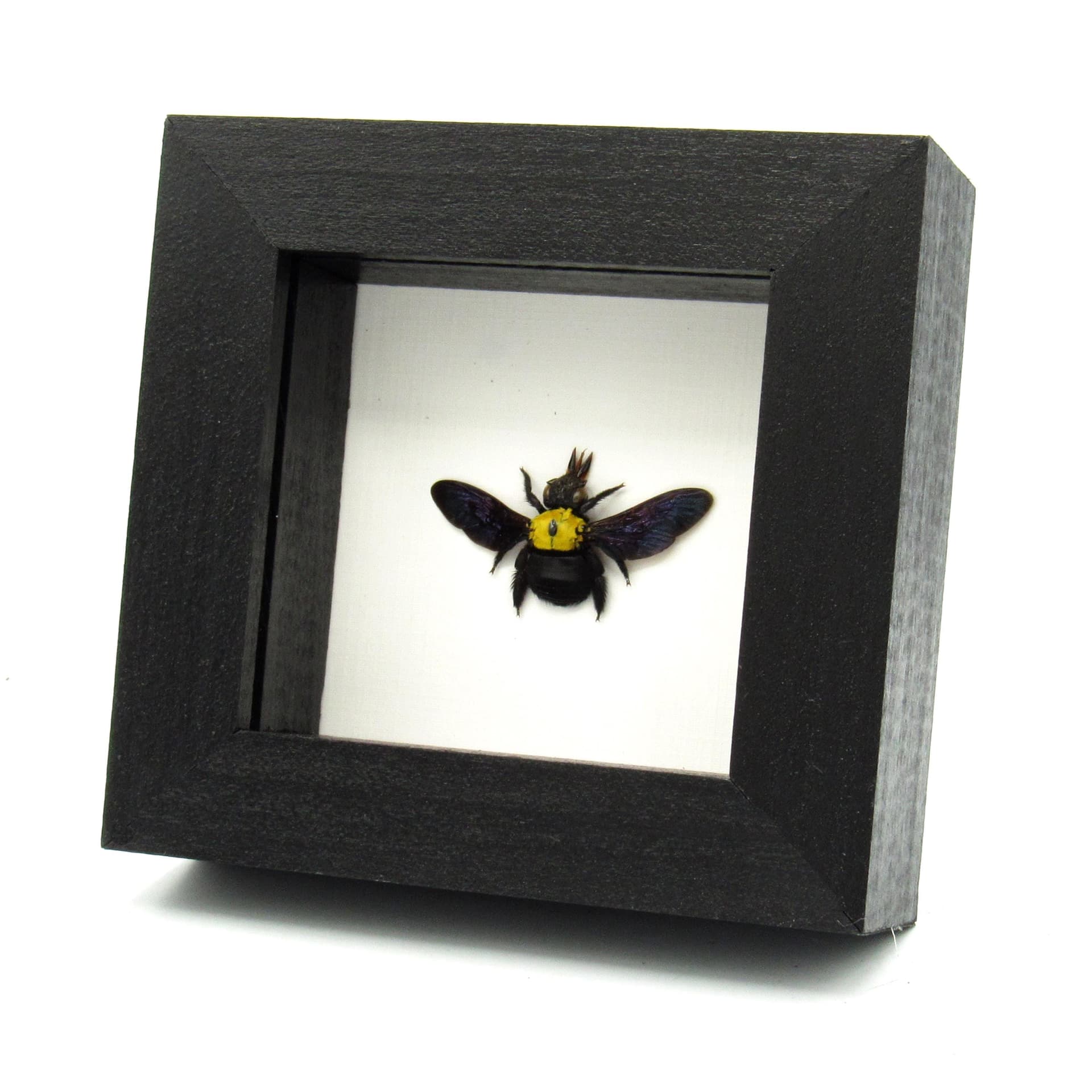 Real Carpenter Bee framed taxidermy - Xylocopa confusa