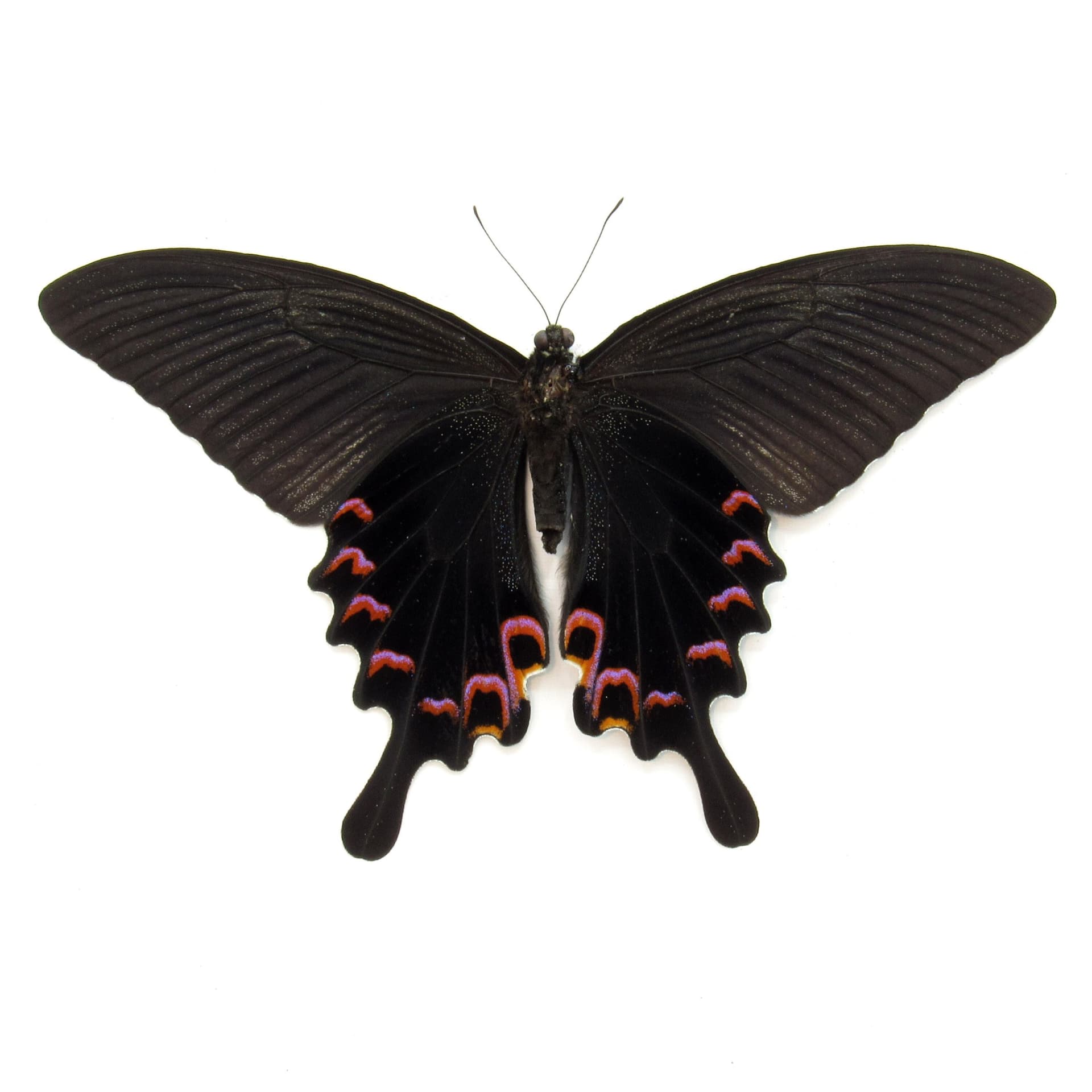Real purple Peacock Swallowtail butterfly framed taxidermy - Papilio dialis - female - Victorian mount