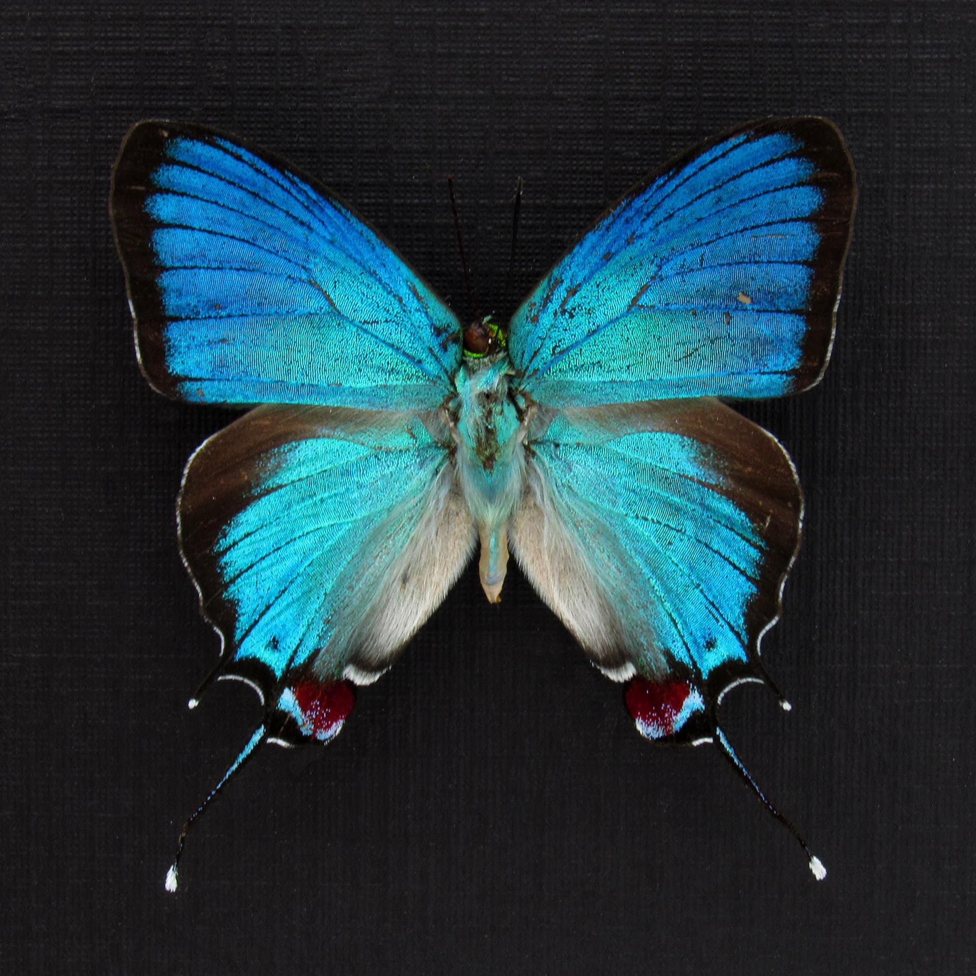 Rare metallic blue butterfly framed taxidermy - Evenus regalis