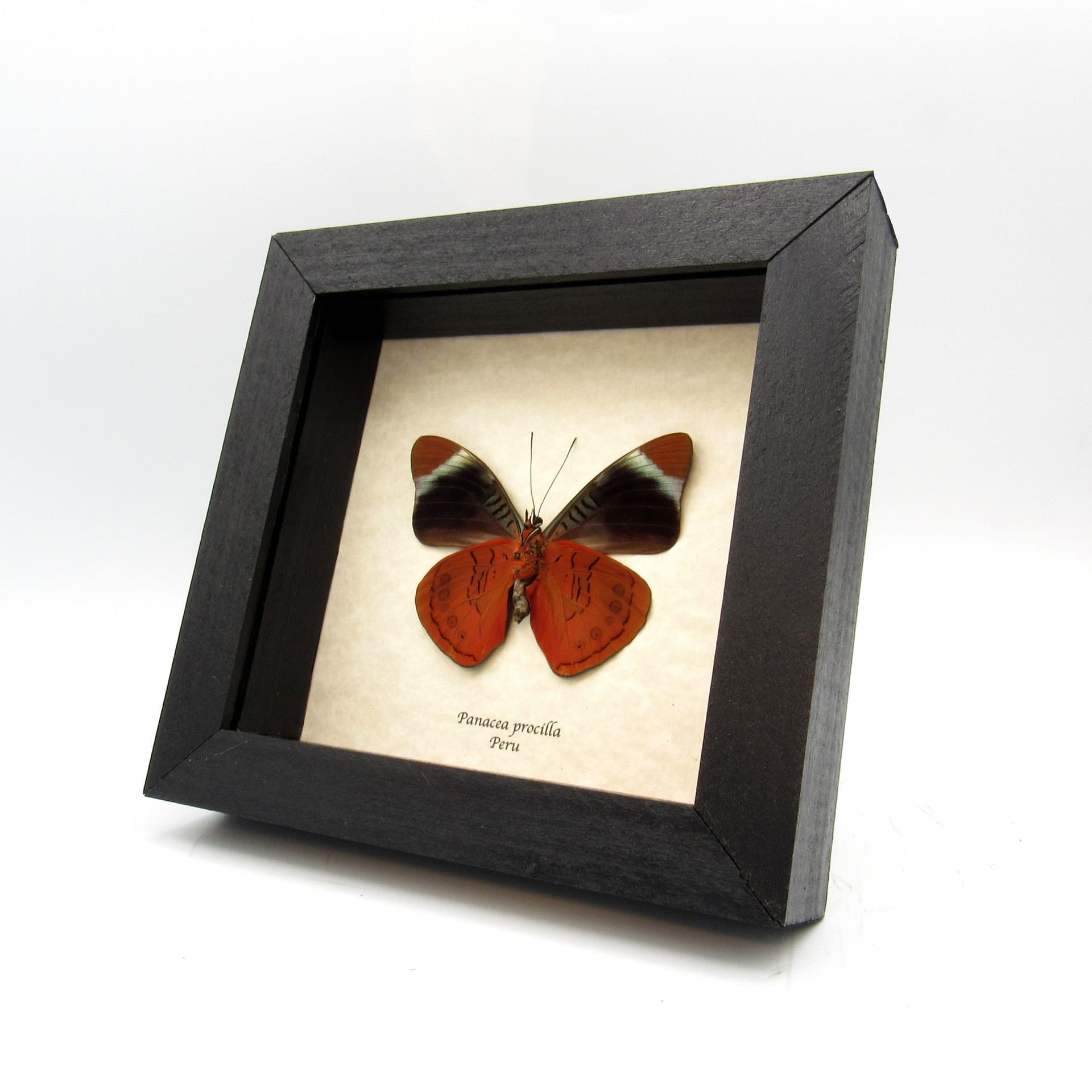 Large red Procilla Beauty butterfly framed taxidermy - Panacea procilla