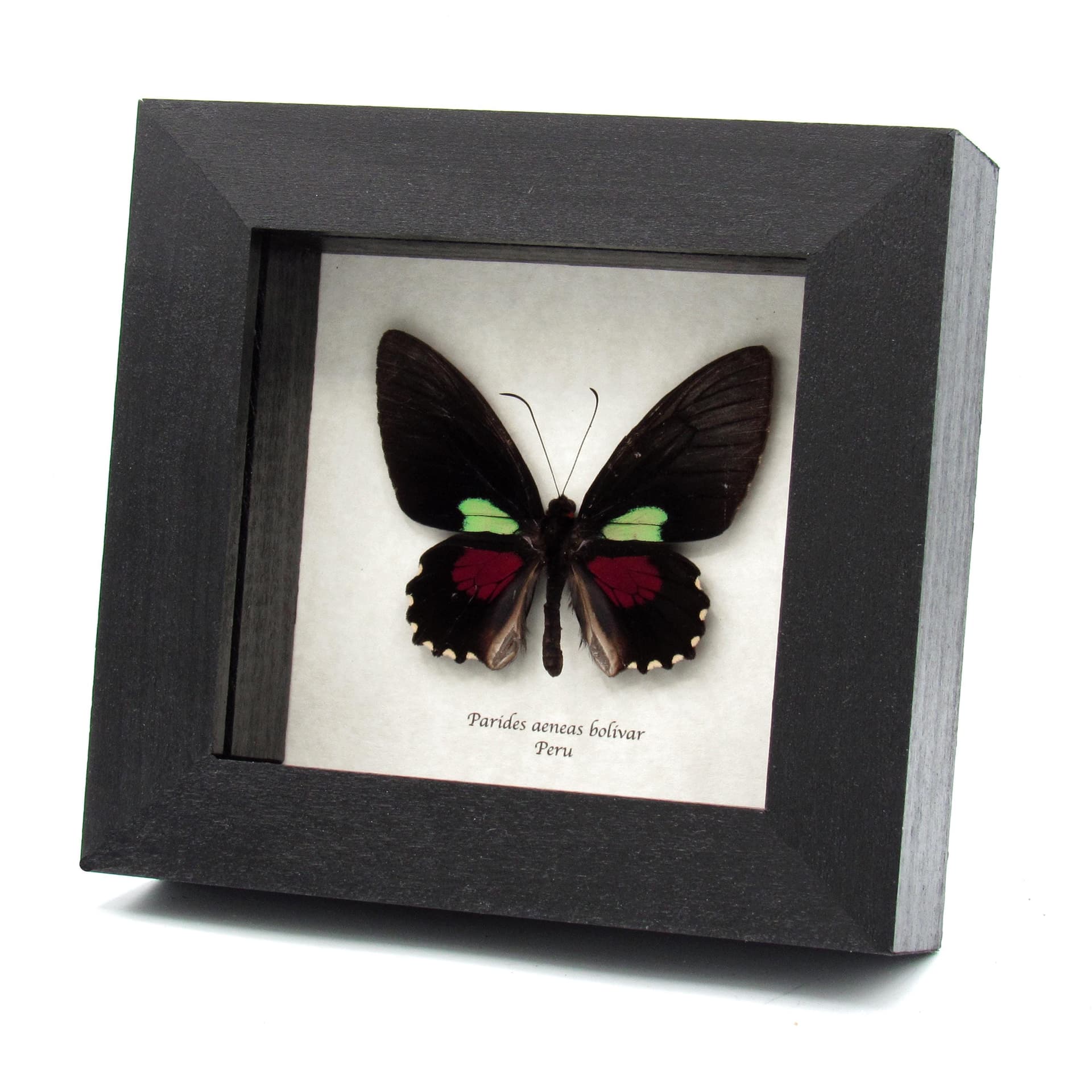 Rare Cattleheart butterfly framed taxidermy - Parides aeneas bolivar