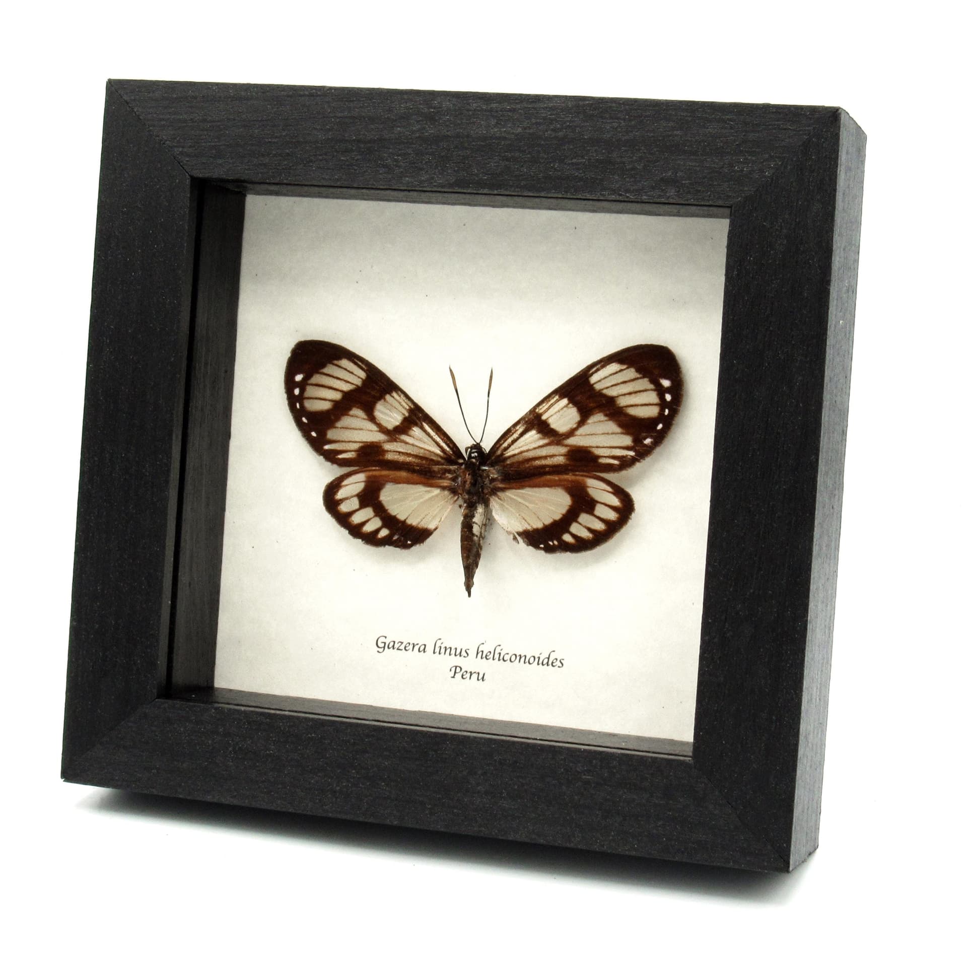 Rare Castnia moth framed taxidermy - Gazera linus heliconoides - female