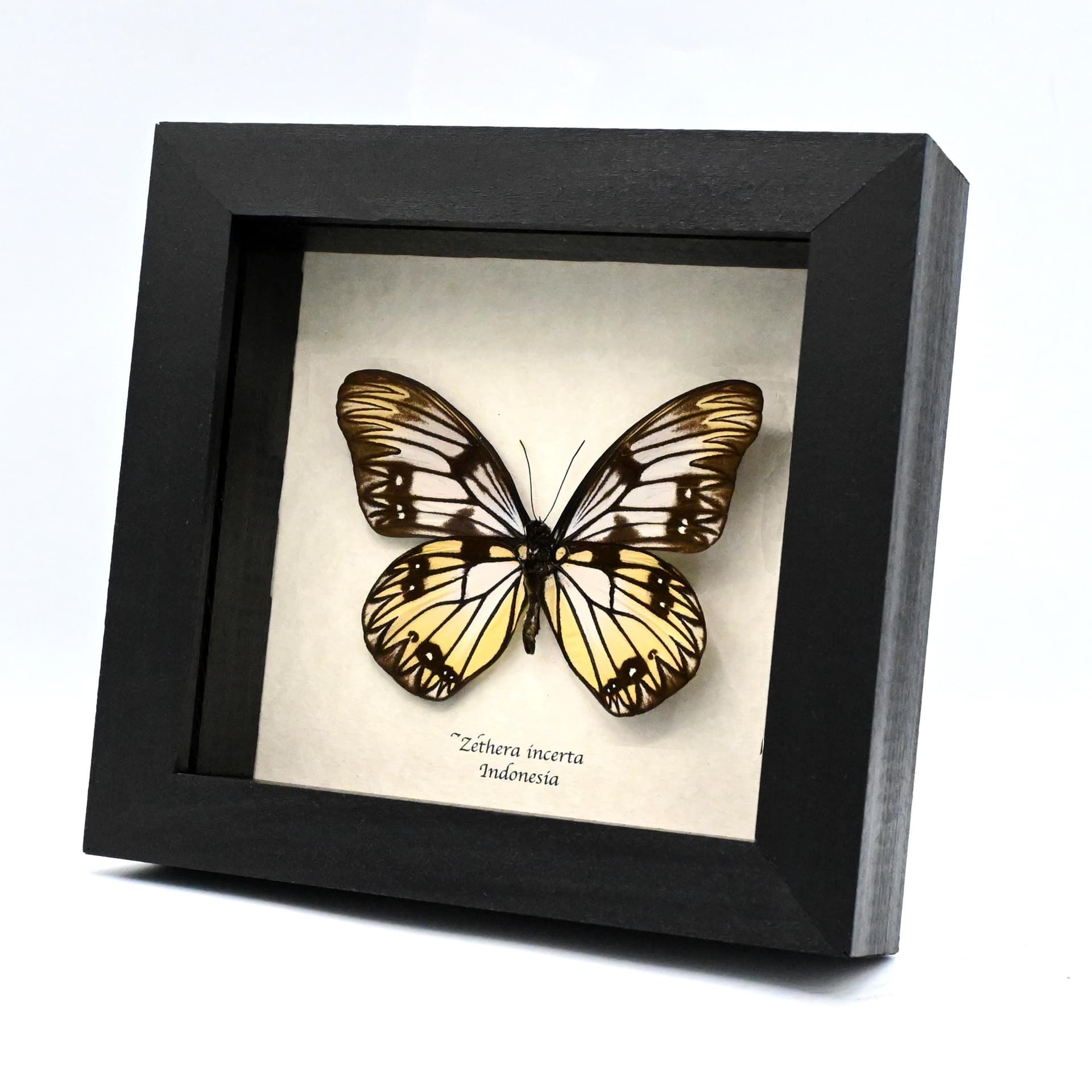 Real yellow great Wallacean butterfly framed taxidermy - Zethera incerta