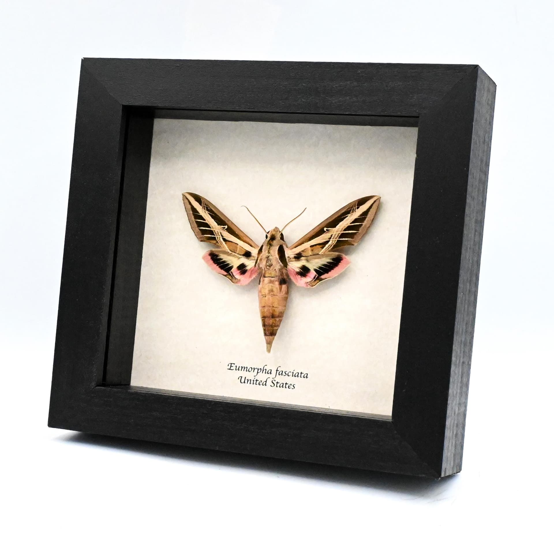 Real Banded Sphinx moth framed taxidermy - Eumorpha fasciata