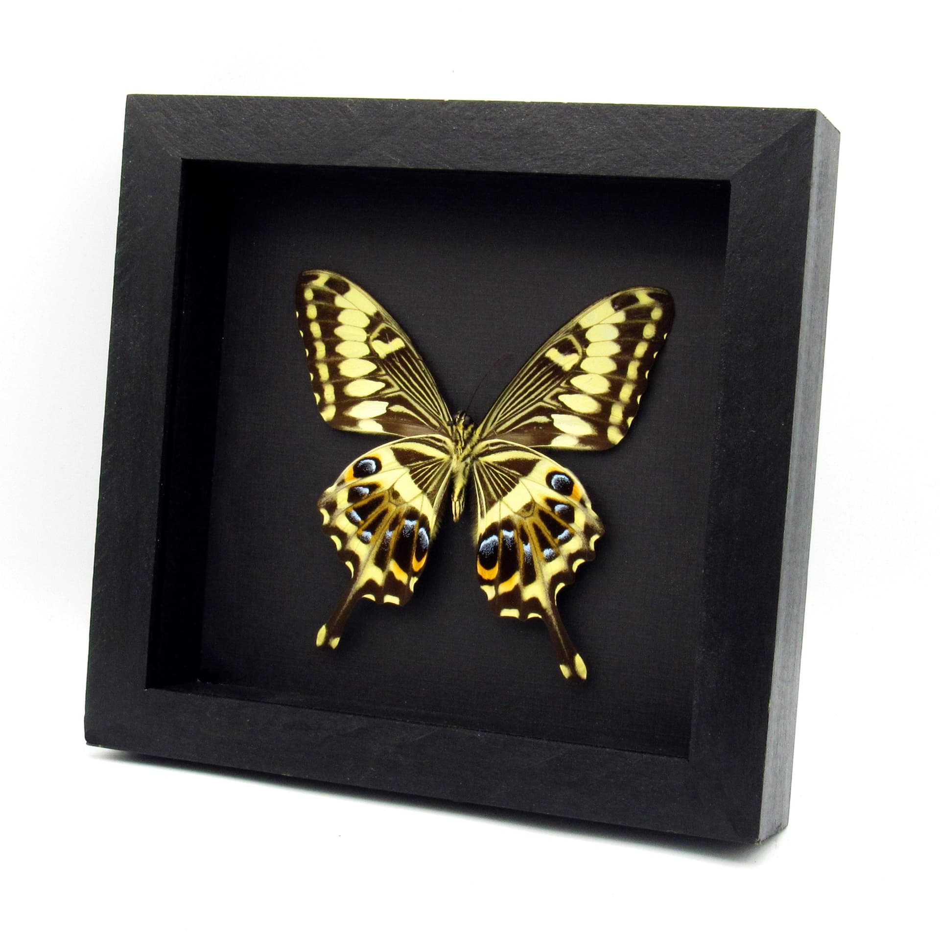 Real Giant Emperor Swallowtail butterfly framed taxidermy - Papilio ophidicephalus - female