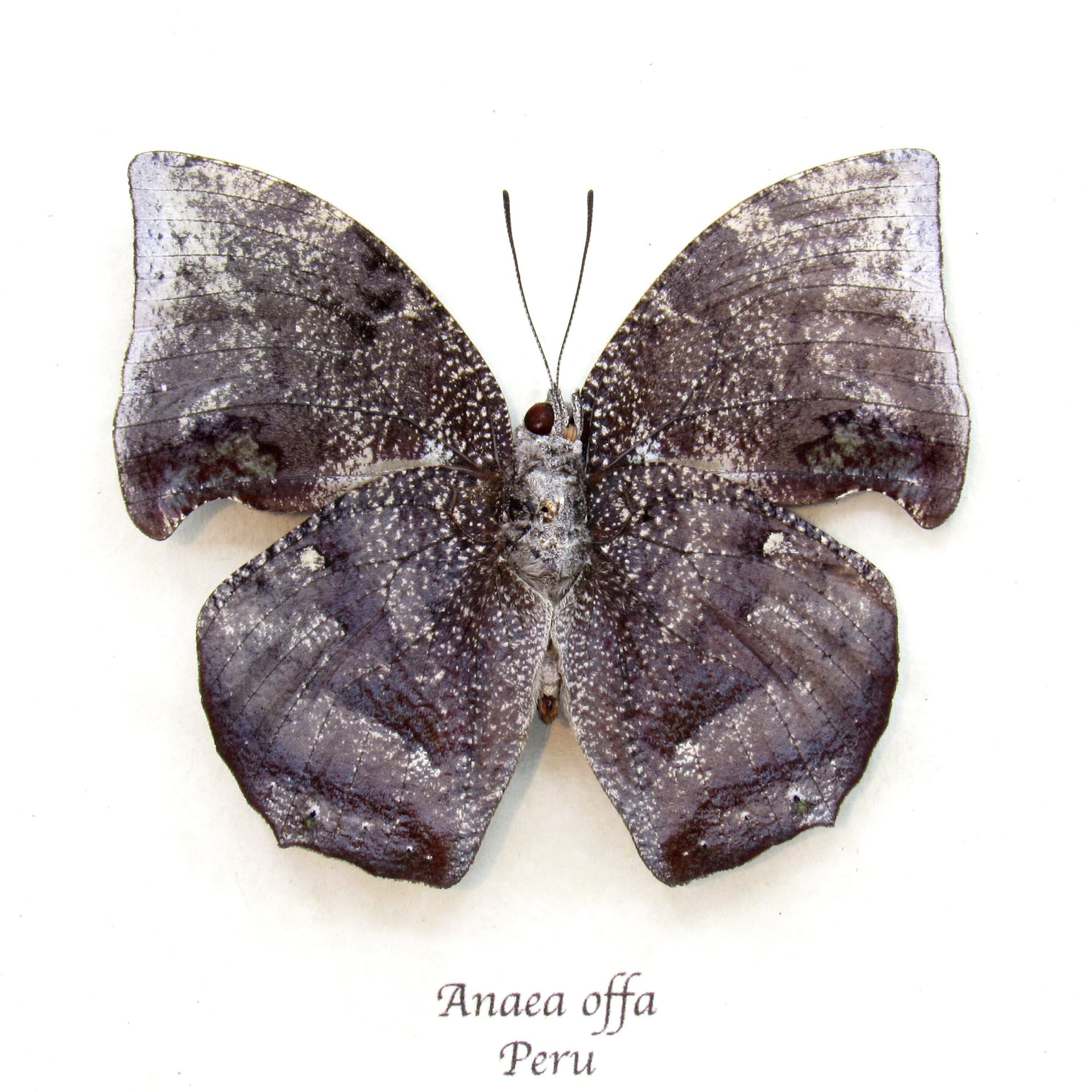 Real bark mimicking butterfly framed taxidermy - Anaea offa
