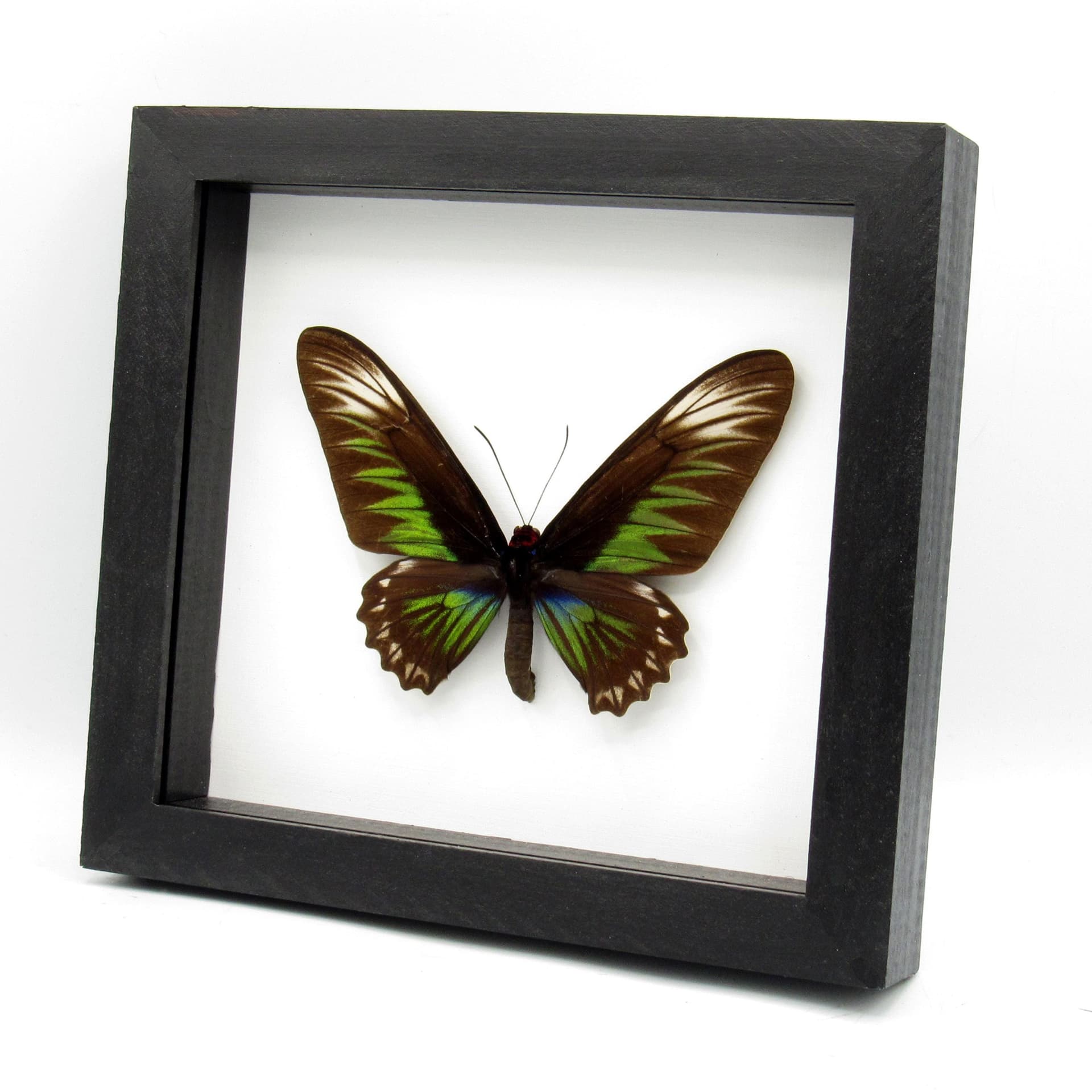 Real XL Birdwing butterfly framed taxidermy - Trogonoptera brookiana - female