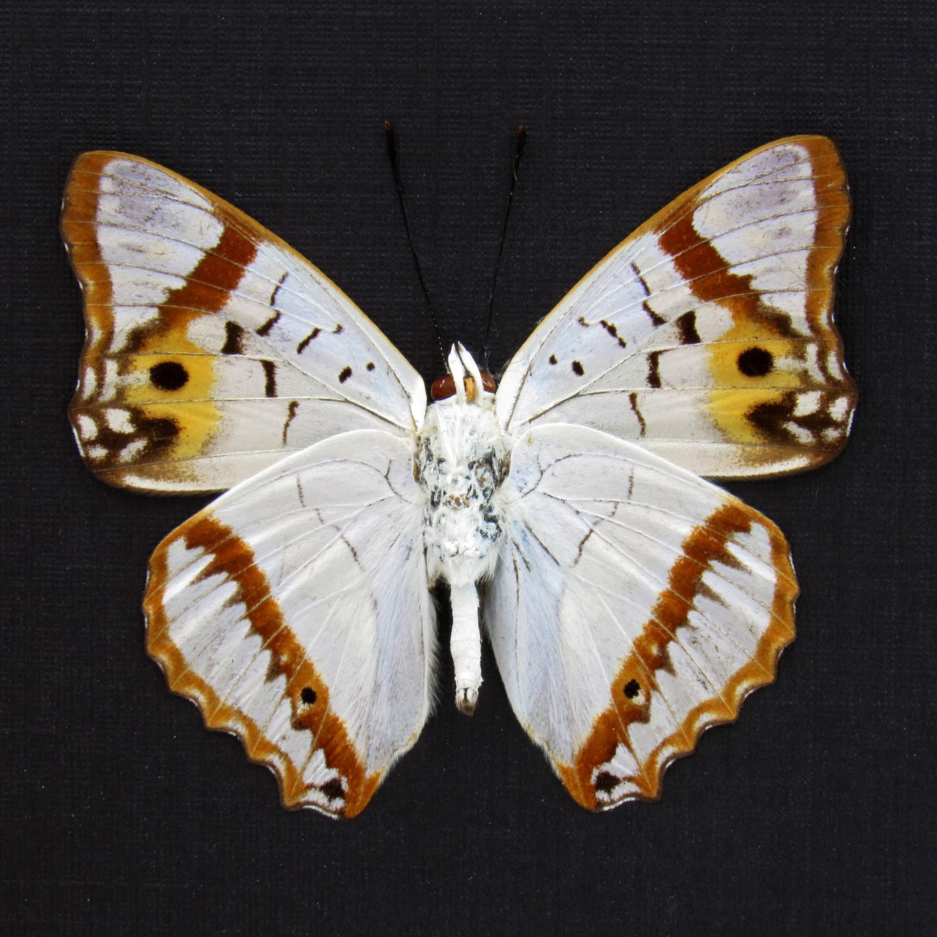 Real Pearlescent Indian Purple Emperor butterfly framed taxidermy - Mimathyma ambica miranda