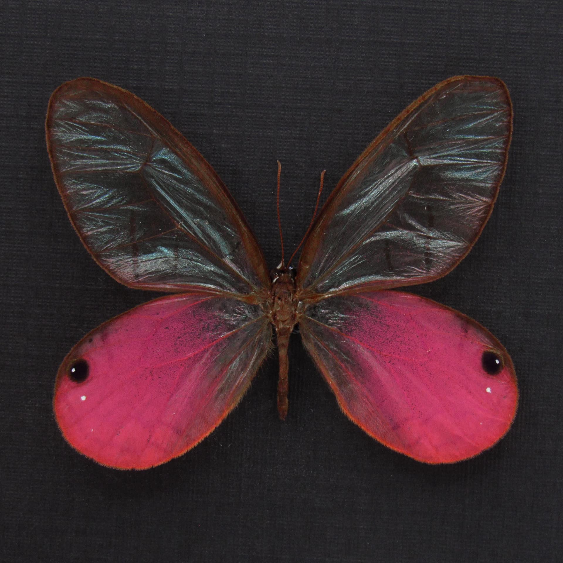 Real pink Blushing Phantom butterfly framed taxidermy - Cithaerias pireta aurorina - 2