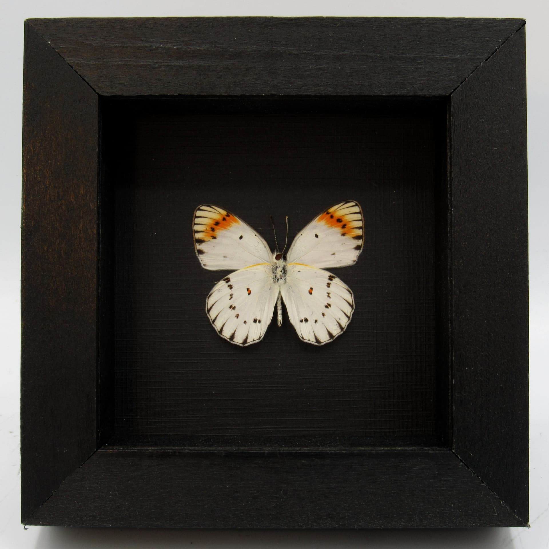 Real white butterfly framed taxidermy - Colotis antivippe zera
