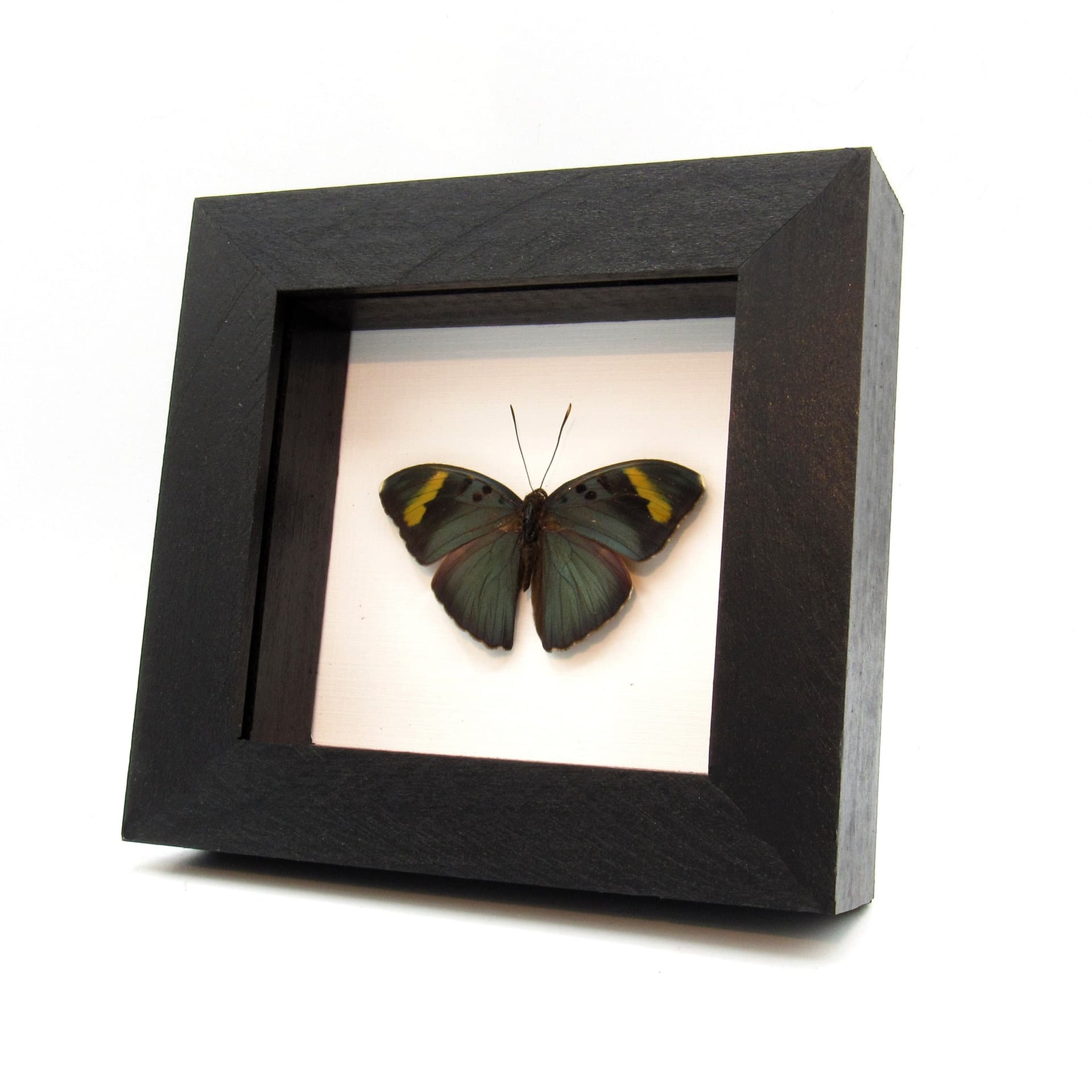 Real green Forester butterfly framed taxidermy - Euphaedra medon - Victorian mount