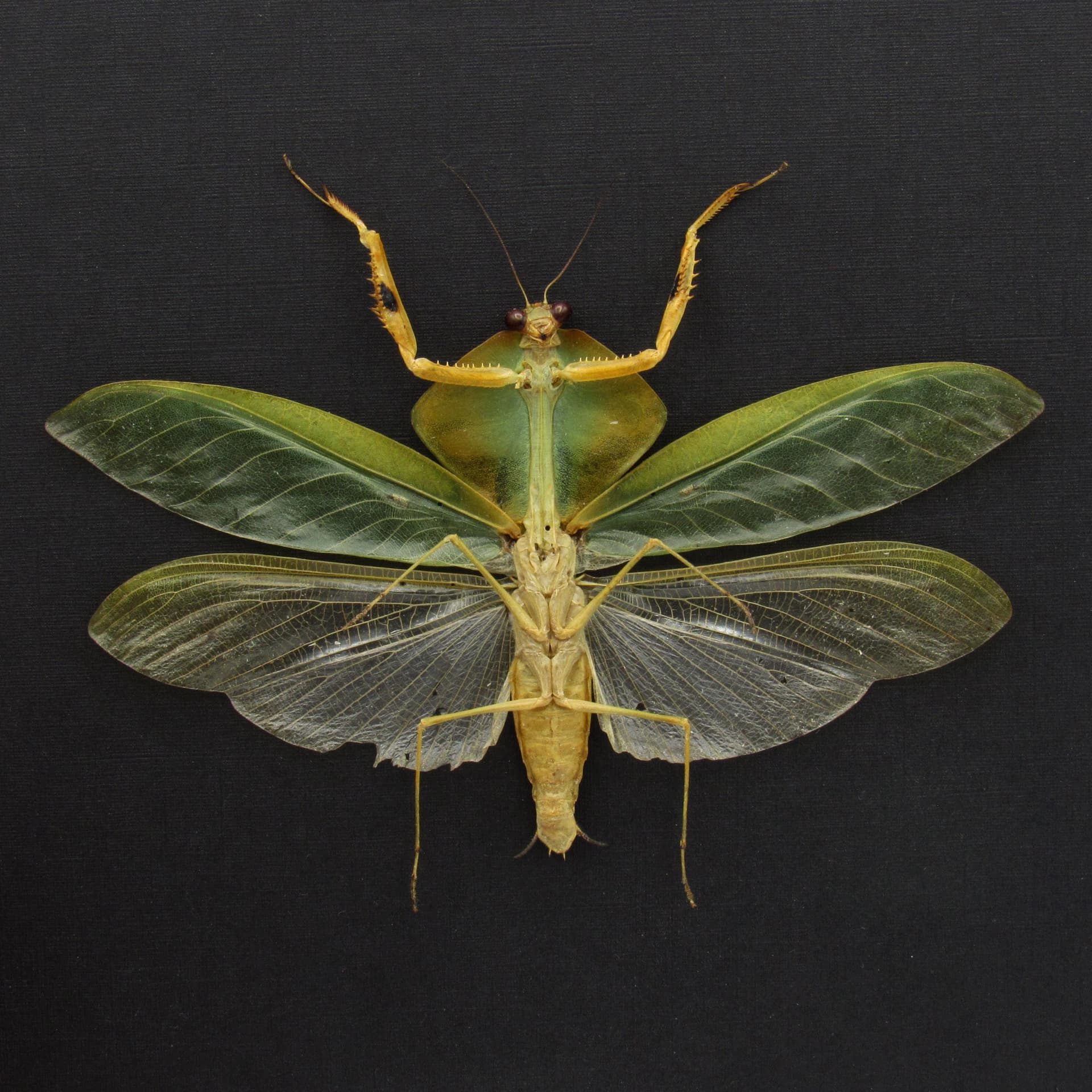 Rare Peruvian Leaf Shield Mantis framed taxidermy - Mantodea Choeradodis