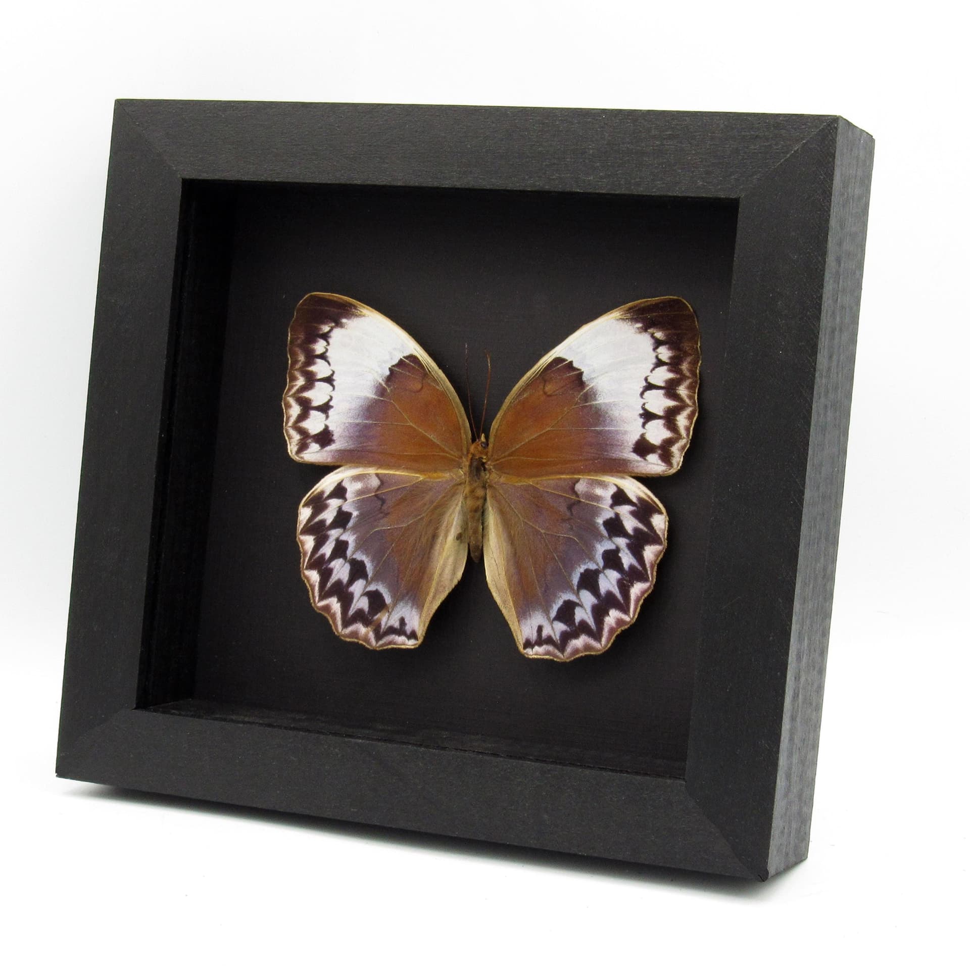 Rare XL Jungle Queen butterfly framed taxidermy - Stichophthalma uemurai