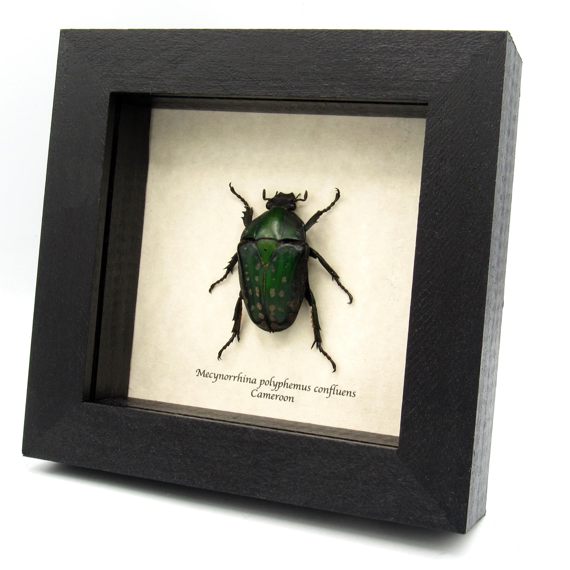 Large Scarab beetle framed taxidermy - Mecynorrhina polyphemus confluens - female