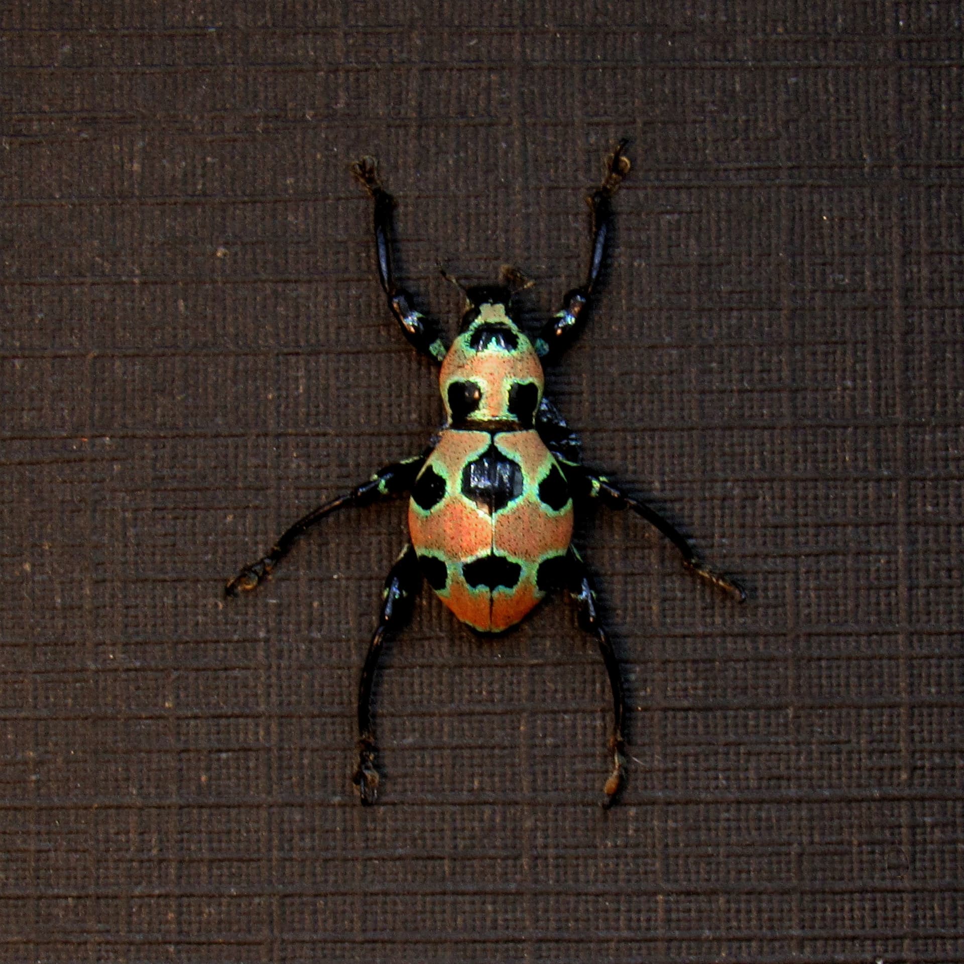 WEEVIL MANIA - Rare pink beetle framed taxidermy - Pachyrhynchus orbifer