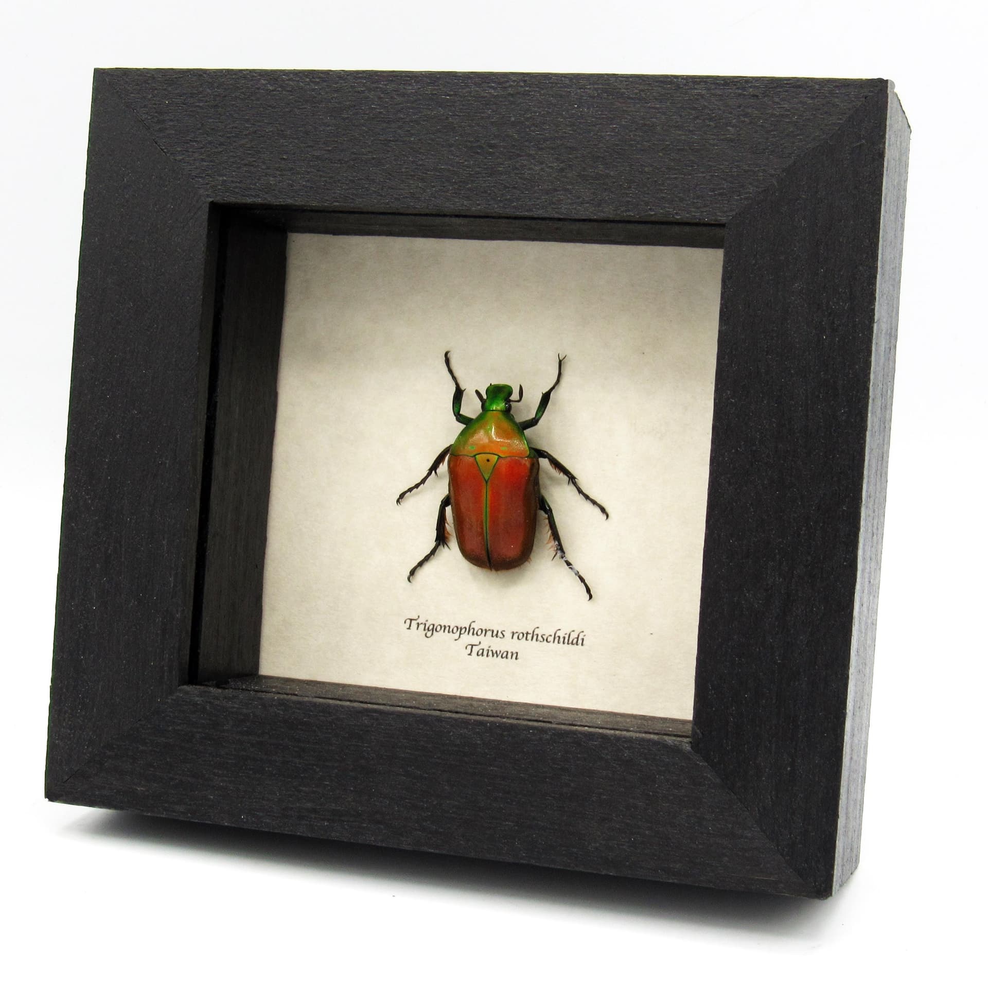 Real red Scarab beetle framed taxidermy - Trigonophorus rothschildi