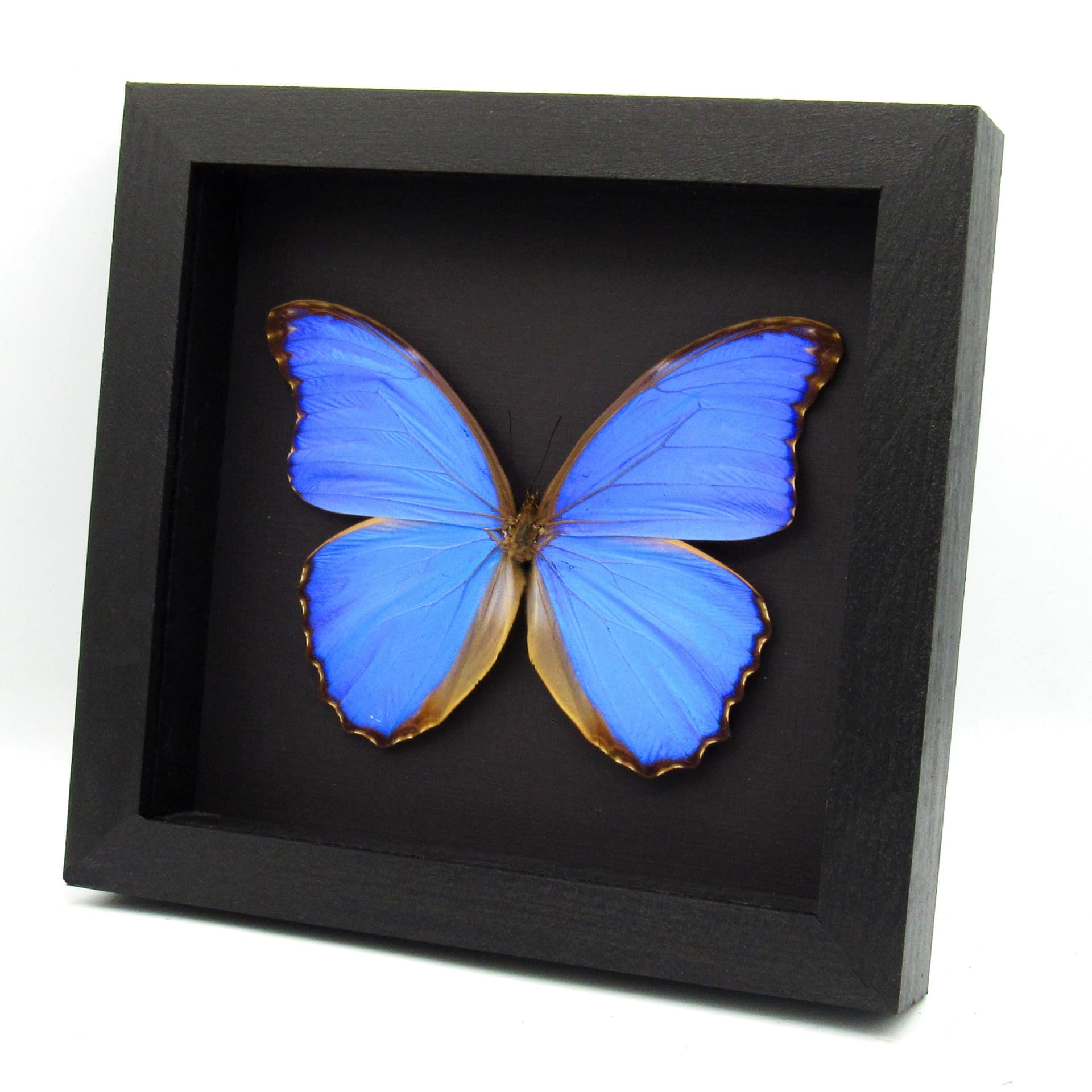 Real XL metallic blue Morpho butterfly framed taxidermy - Morpho menelaus alexandrovna - 6 inch wingspan