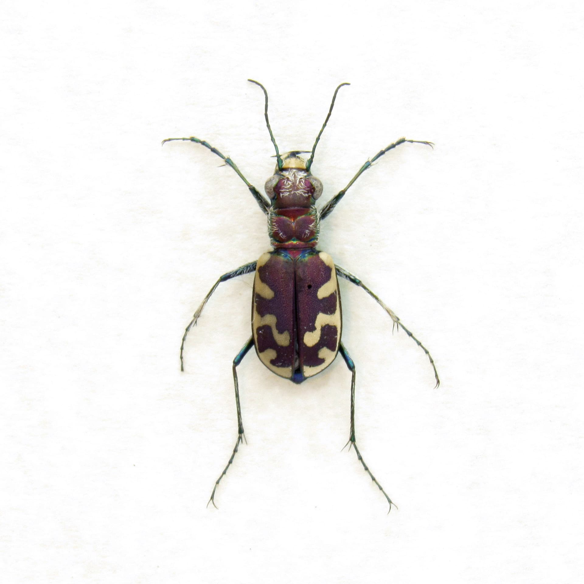 Real Big Sand Tiger Beetle framed taxidermy - Cicindela formosa generosa