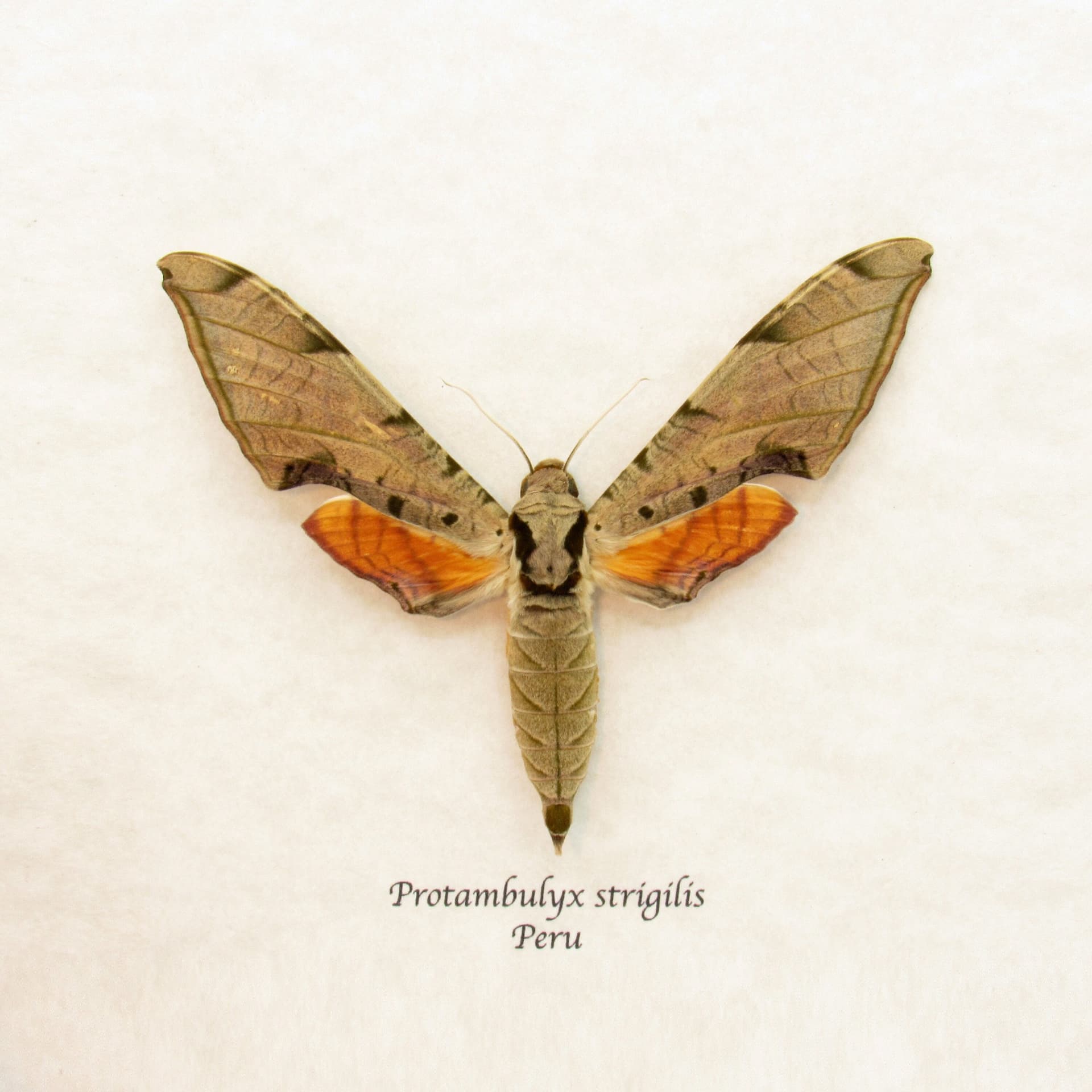 Giant Golden Sphinx moth framed taxidermy - Protambylyx strigilis