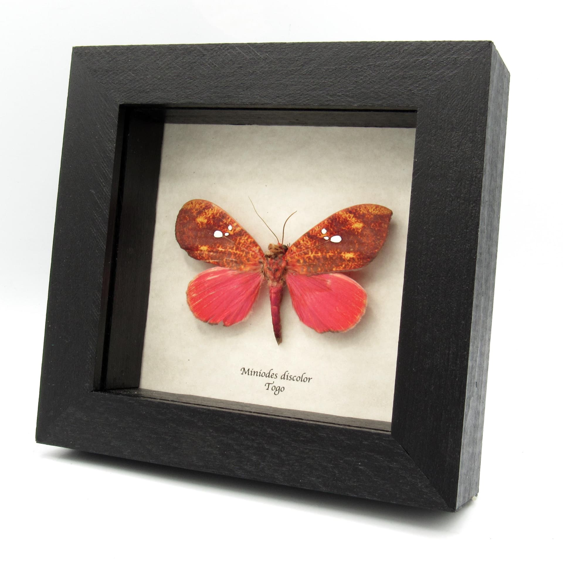 Rare hot pink fruit sucking moth framed taxidermy - Miniodes discolor - minor damage