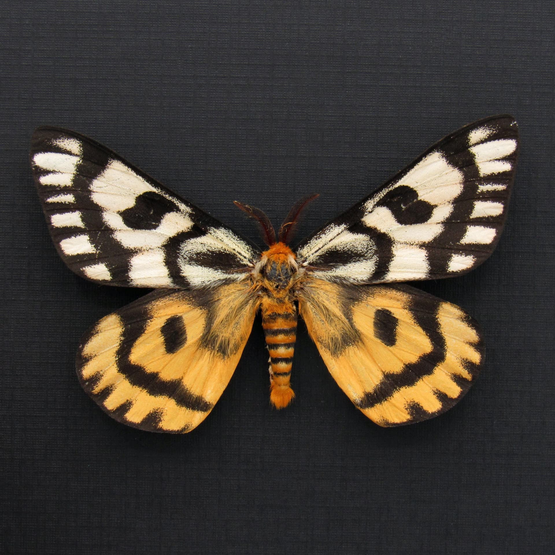 Real rare Sheep moth framed taxidermy - Hemileuca nuttalli - large - nice color form