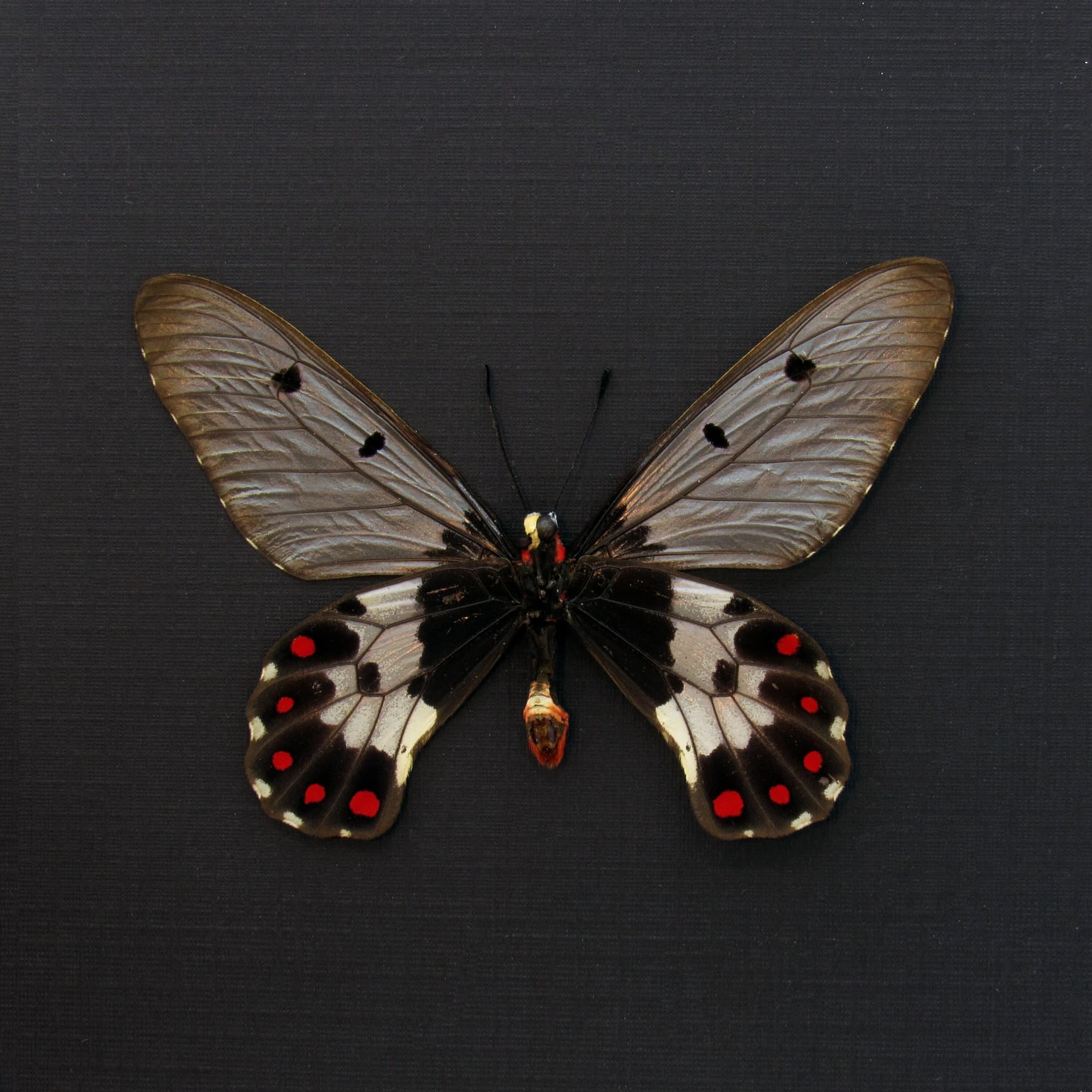 Real Clearwing Swallowtail butterfly framed taxidermy - Cressida cressida