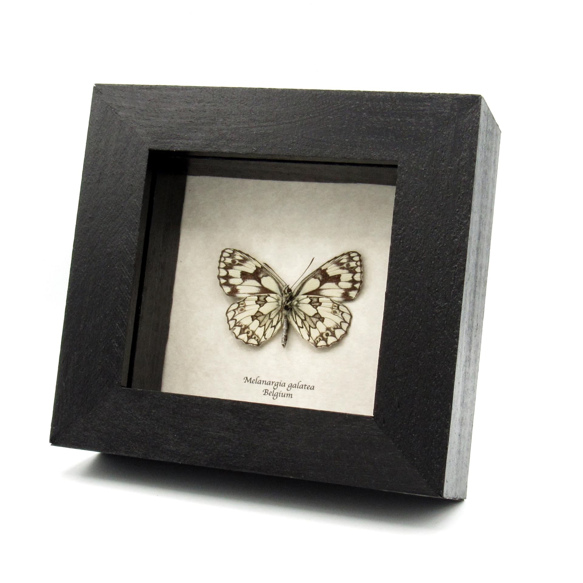 Real black and white butterfly framed taxidermy - Melanargia galatea