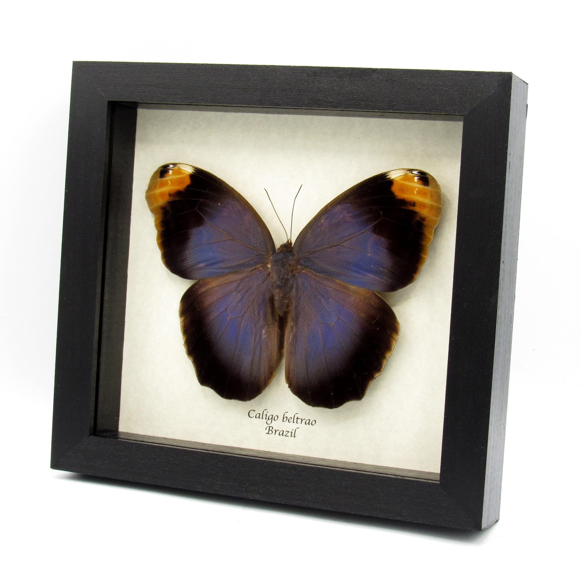 Real GIANT purple Owl Butterfly framed taxidermy - Caligo beltrao