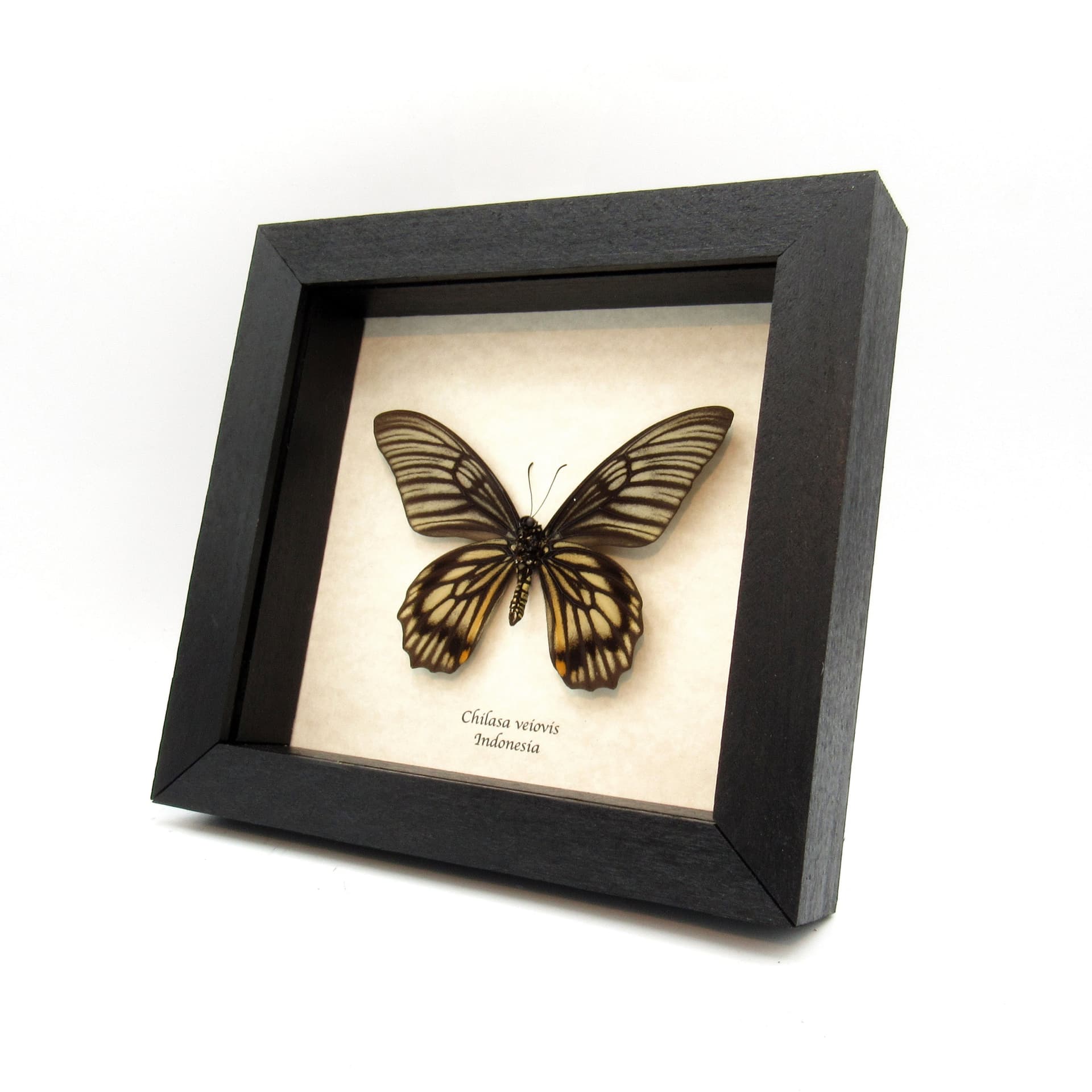Real butterfly framed taxidermy - Chilasa veiovis