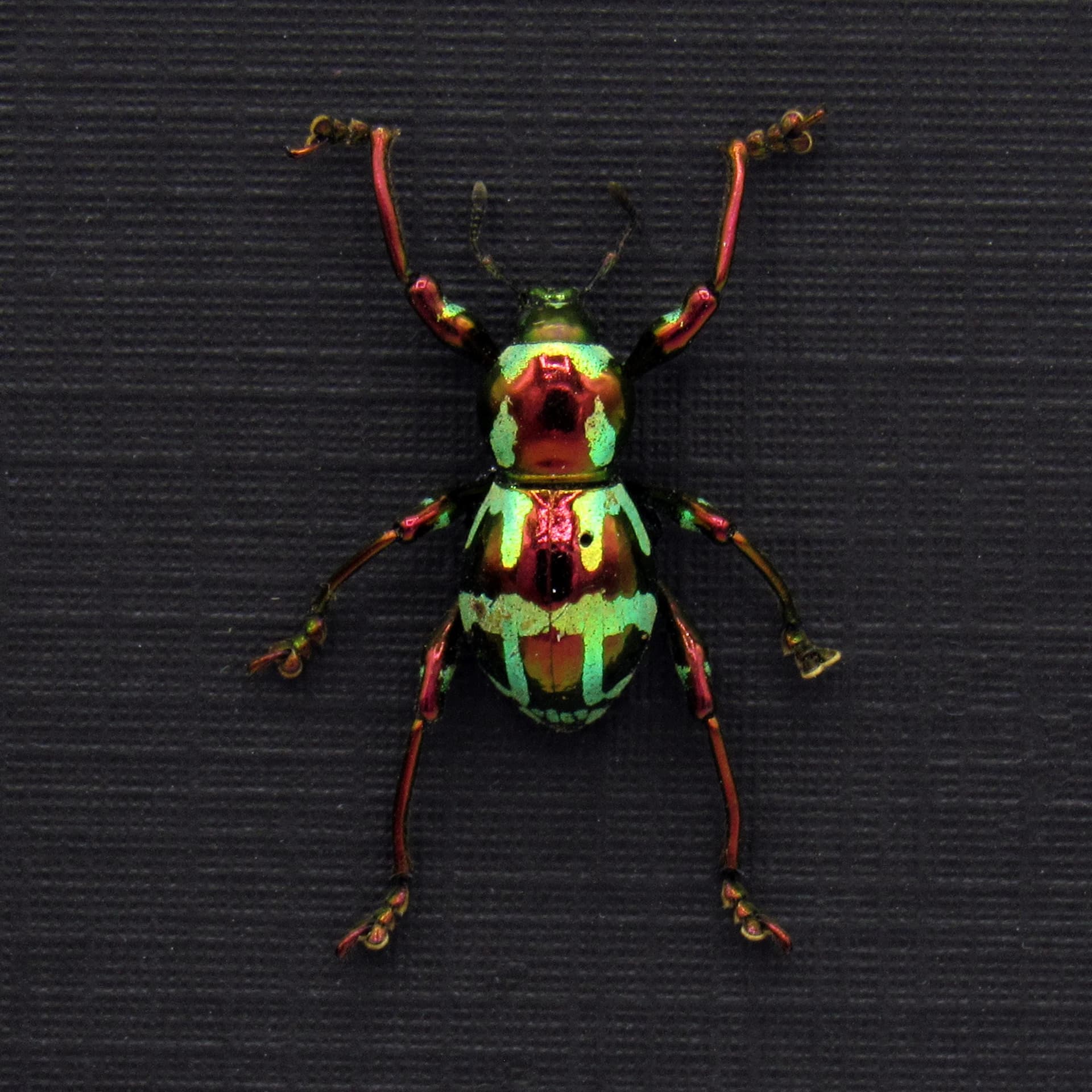 WEEVIL MANIA! Real metallic red and green weevil framed taxidermy - Pachyrhynchus gloriosus - female