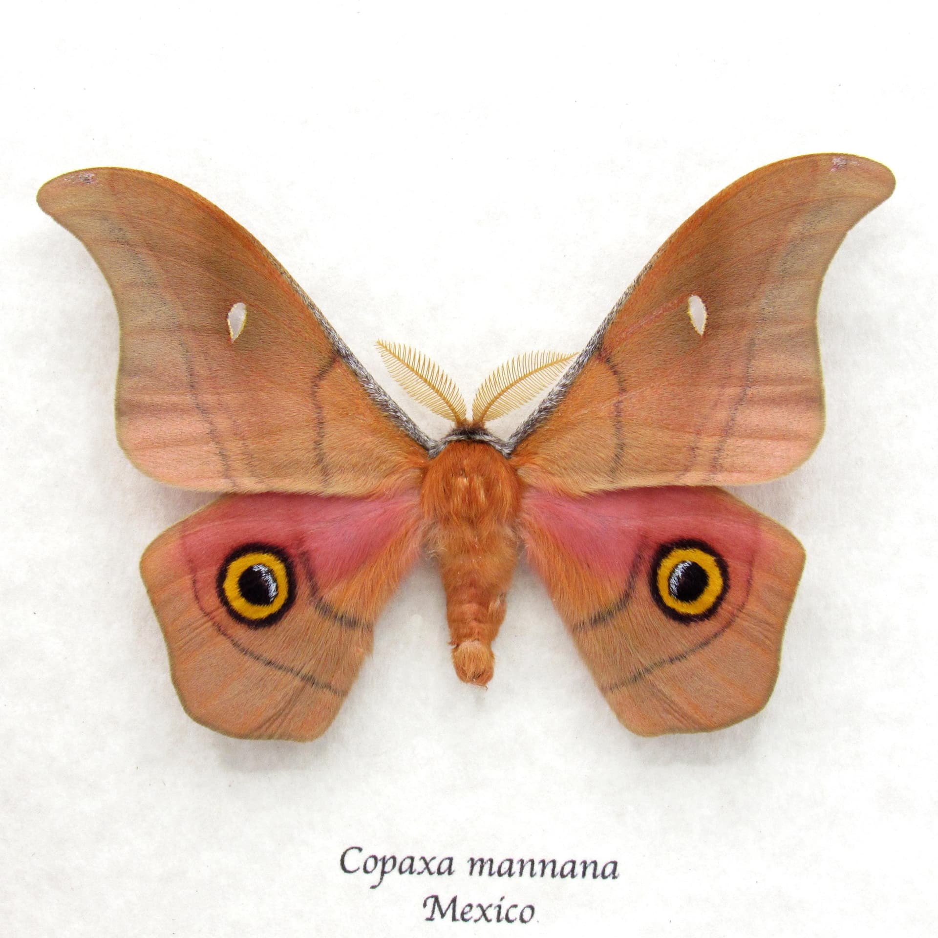 Rare pink Mexican Silk moth framed taxidermy - Copaxa mannana