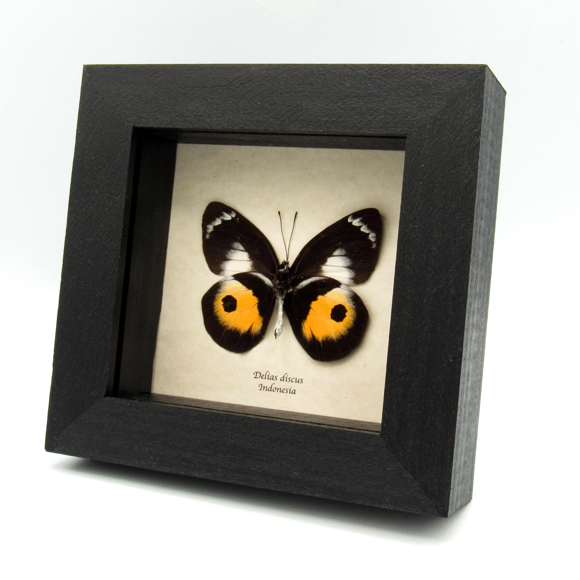Real yellow Delias butterfly framed taxidermy - Delias discus