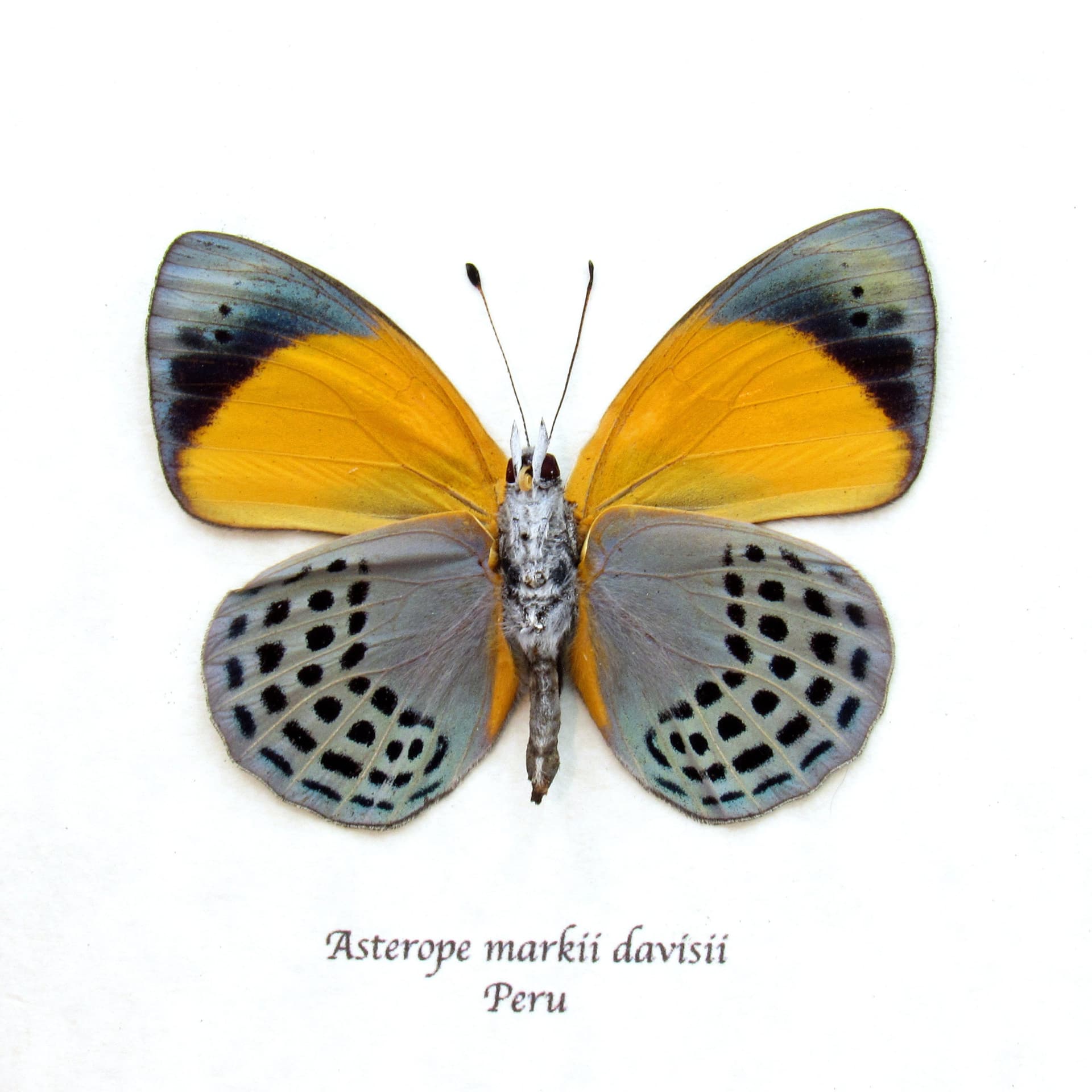Real butterfly framed taxidermy - Asterope markii davisii