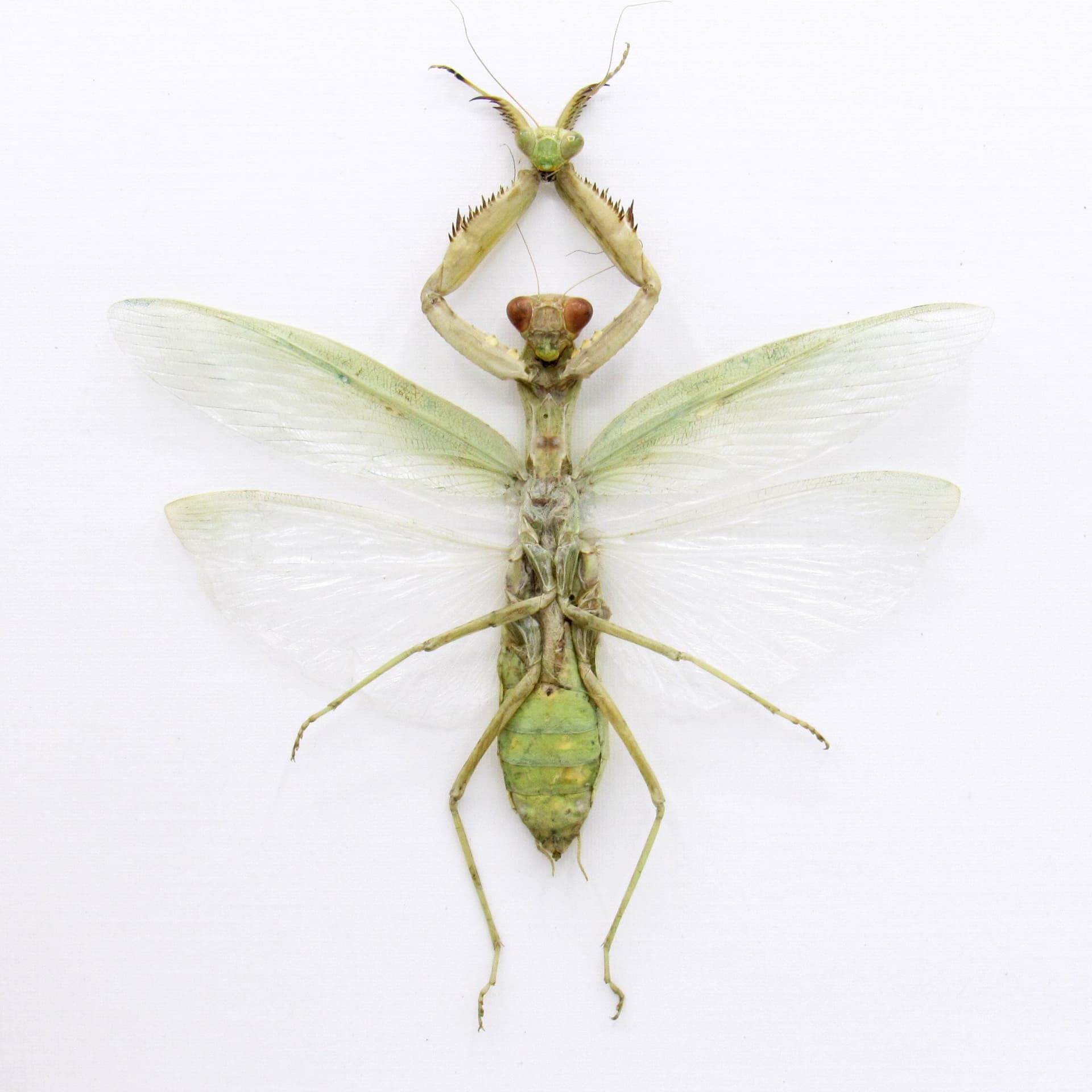 Real Green Mantis Displaying the Severed Head of her Lover in Triumph