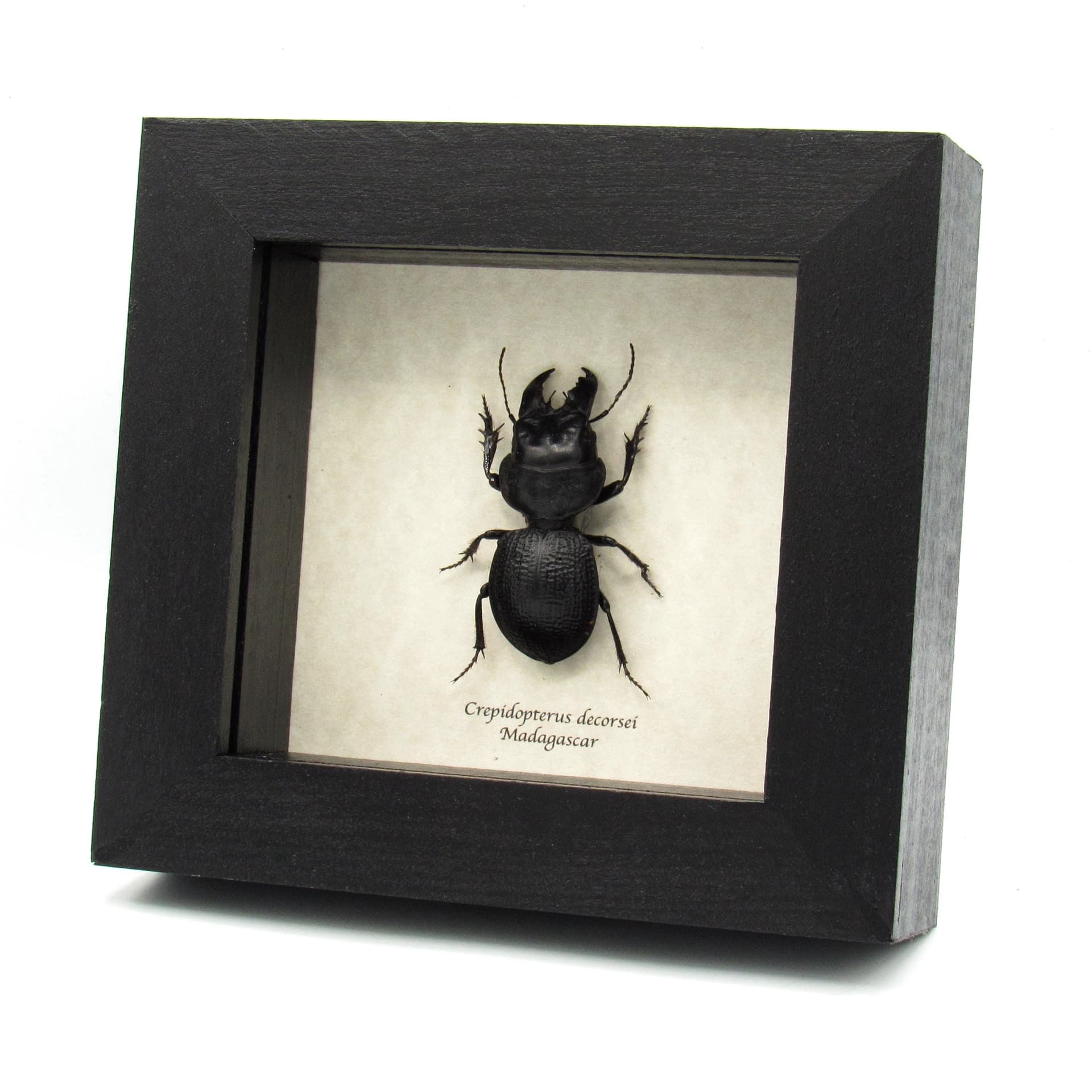 Real Giant Ground beetle framed taxidermy - Crepidopterus decorsei