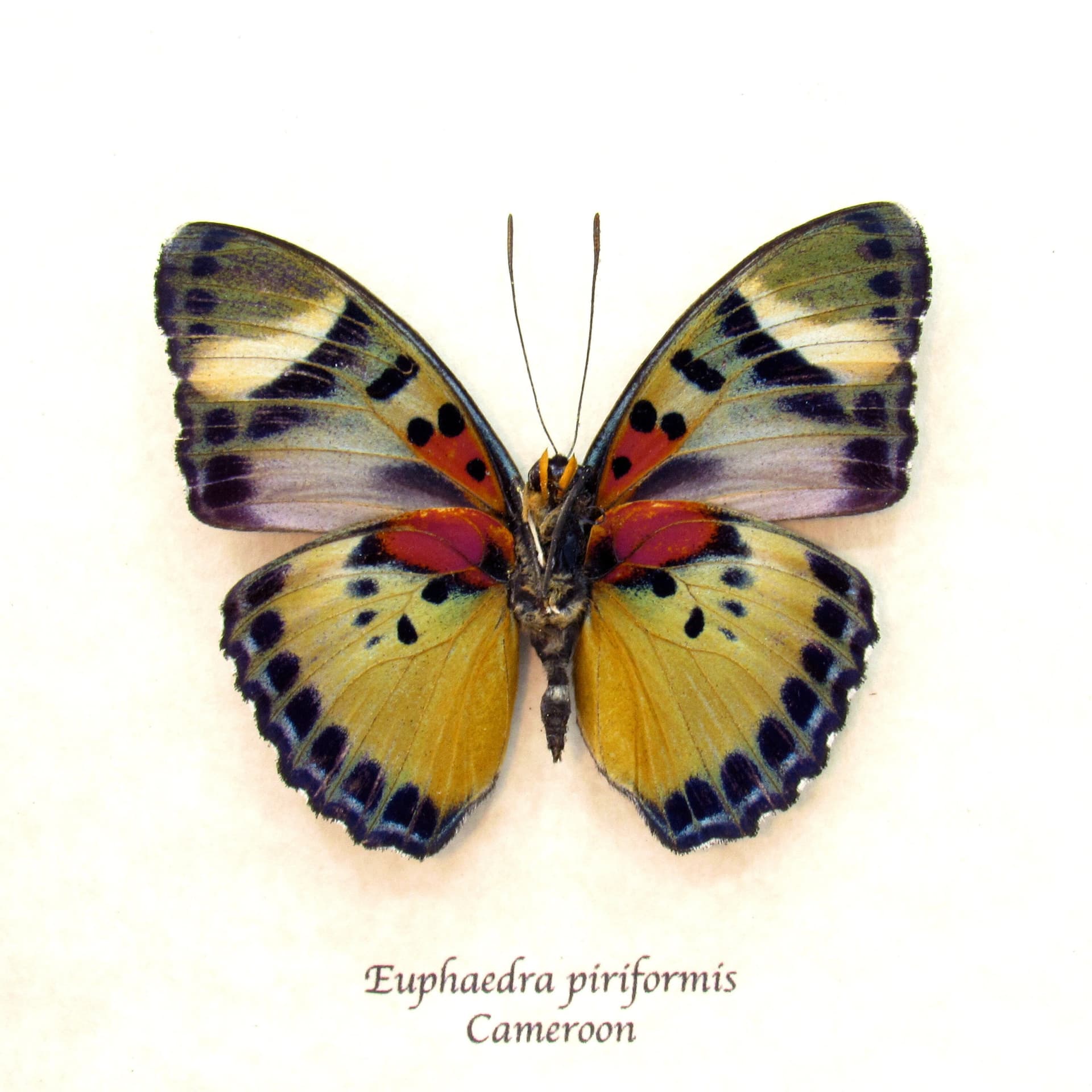 Rare Themis Forester butterfly framed taxidermy - Euphaedra piriformis