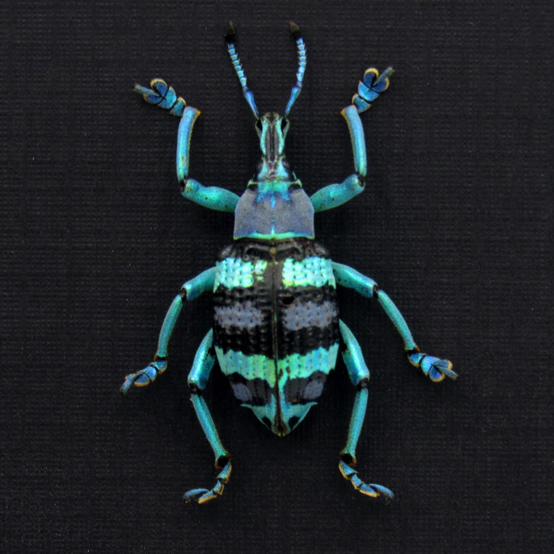 Real metallic weevil framed taxidermy - Eupholus mimikanus - special color form