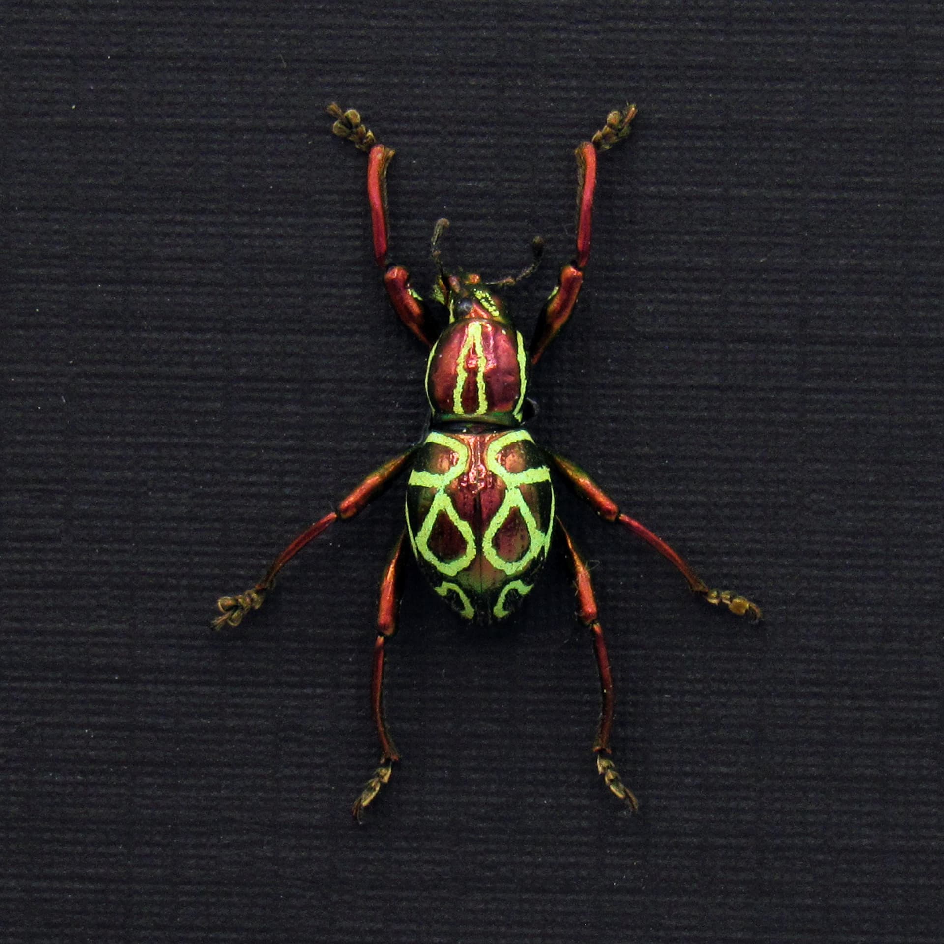 Real metallic red weevil beetle framed specimen - Pachyrhynchus octoannulatus - female