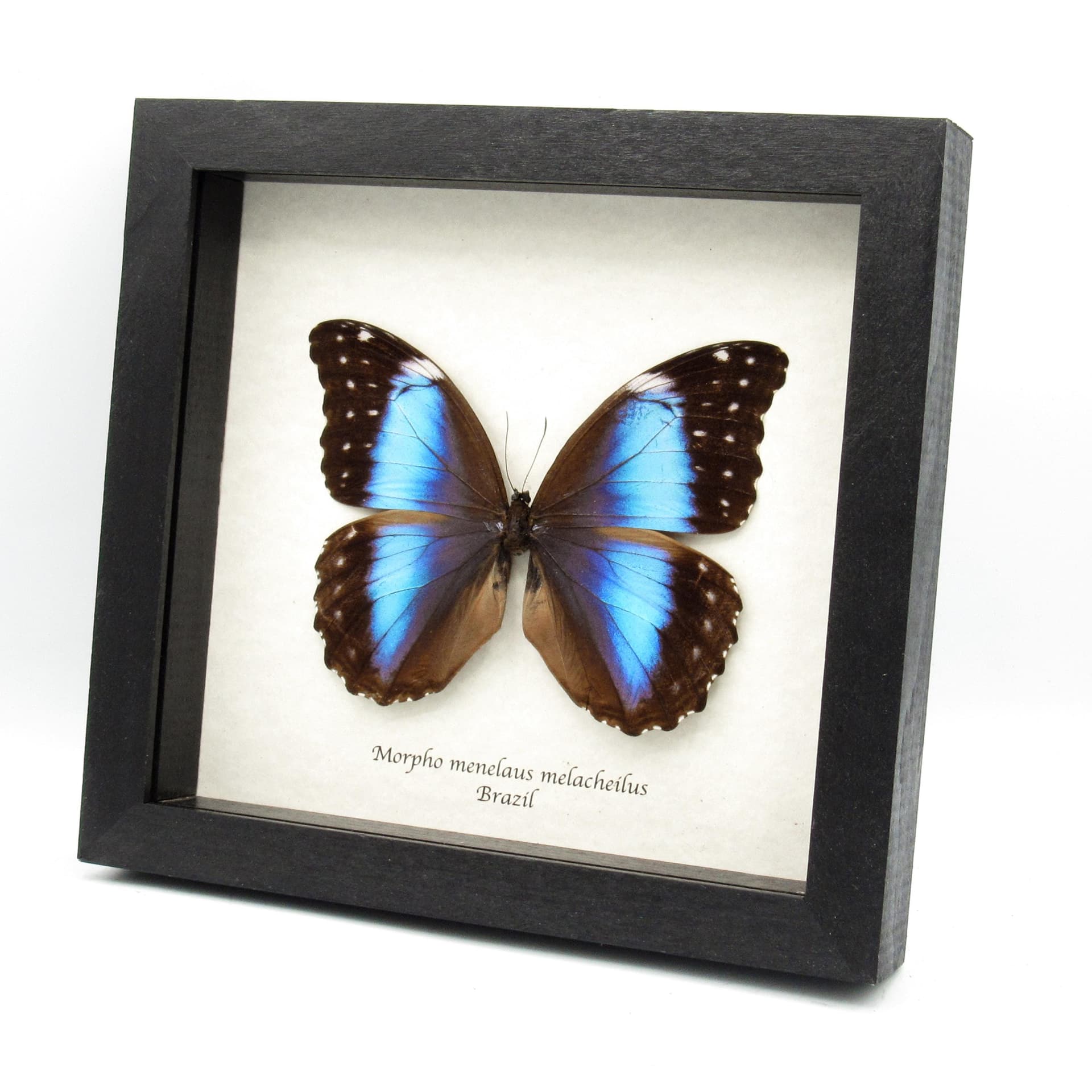 Real giant metallic blue Morpho butterfly framed taxidermy - Morpho menelaus melacheilus - large female