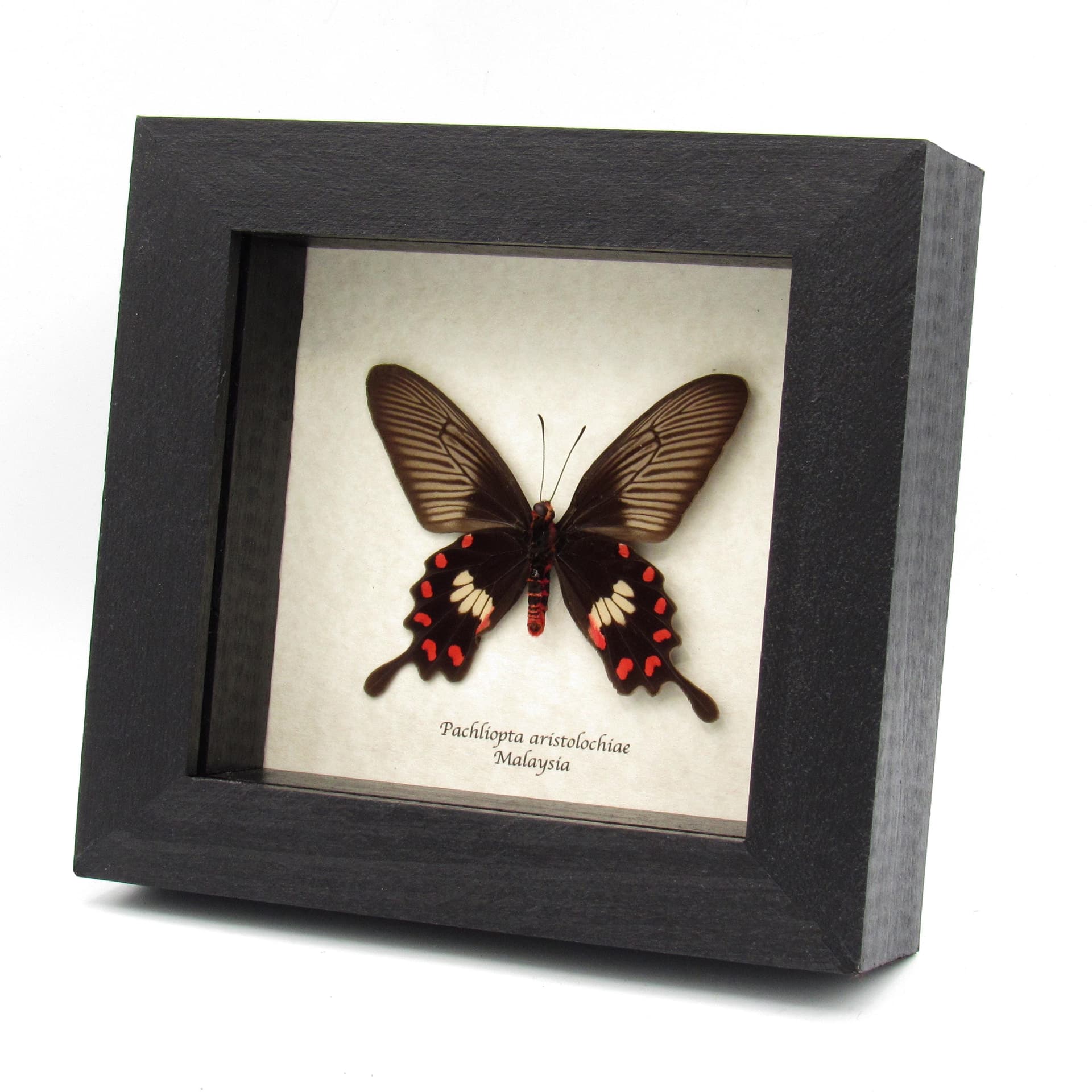 Real Common Rose butterfly framed taxidermy - Pachliopta aristolochiae