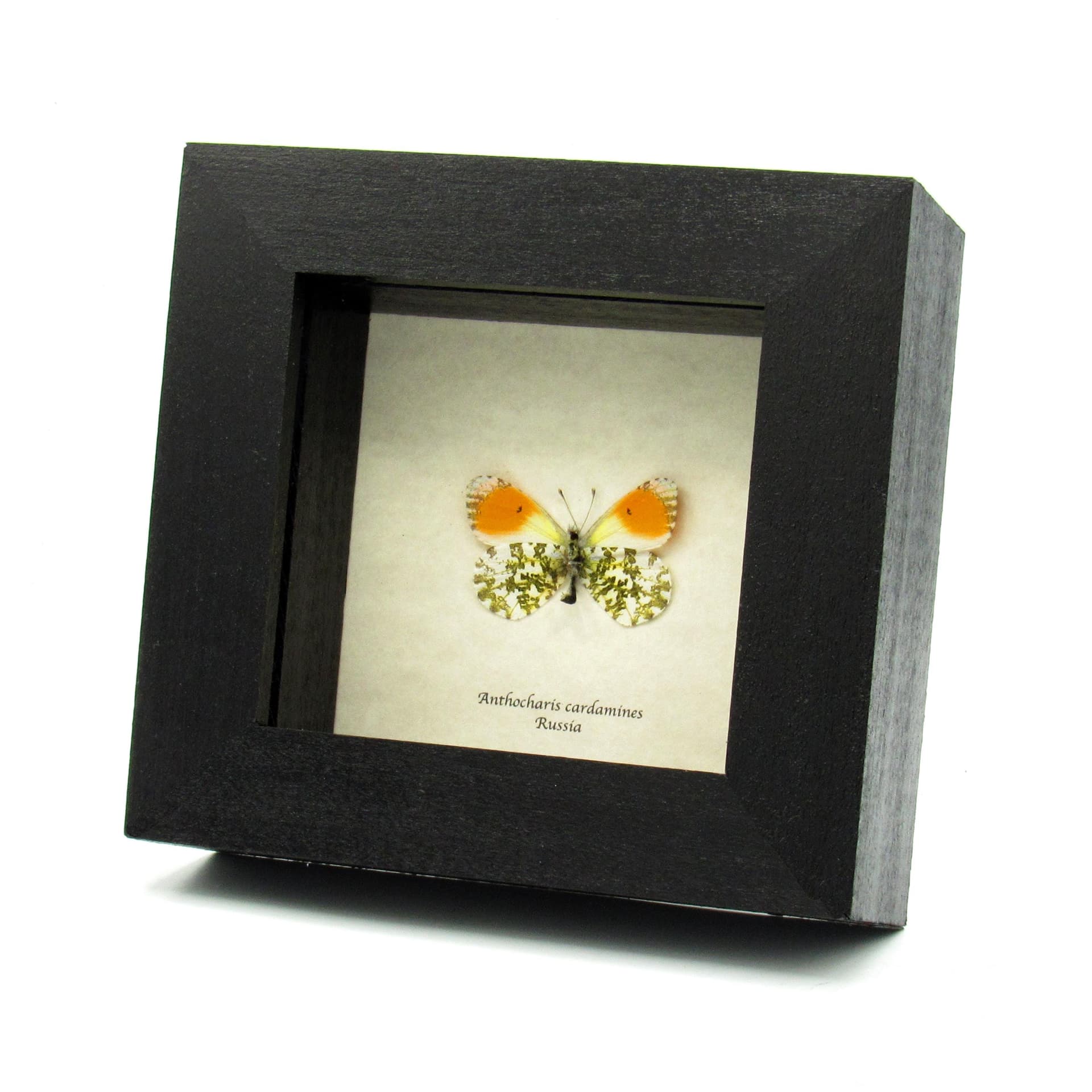Real tiny Orange Tip butterfly framed taxidermy - Anthocharis cardamines