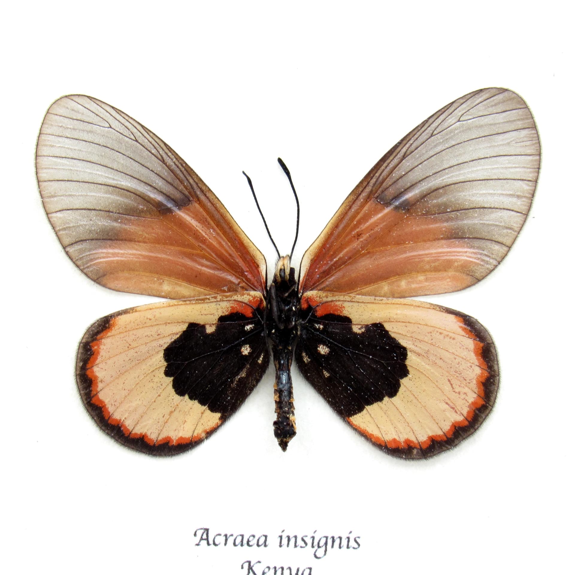 Real African Glasswing butterfly framed taxidermy - Acraea insignis - female