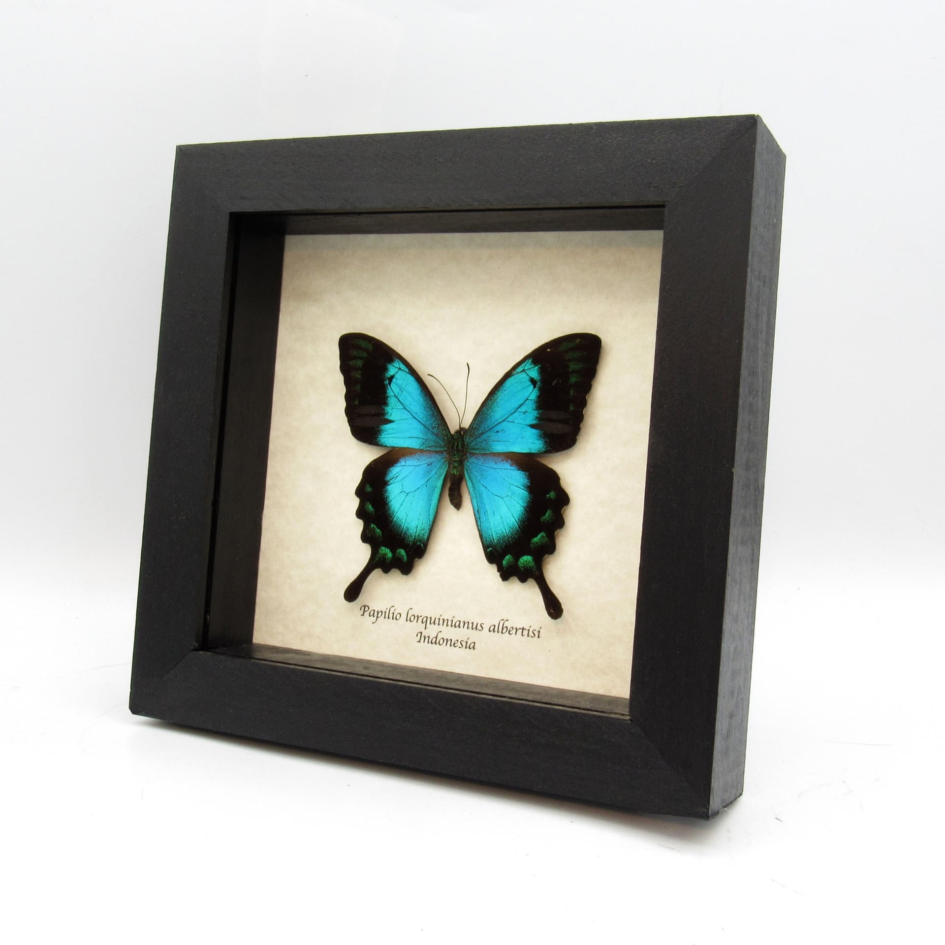 Real framed taxidermy Sea Green Swallowtail butterfly - Papilio lorquinianus albertisi